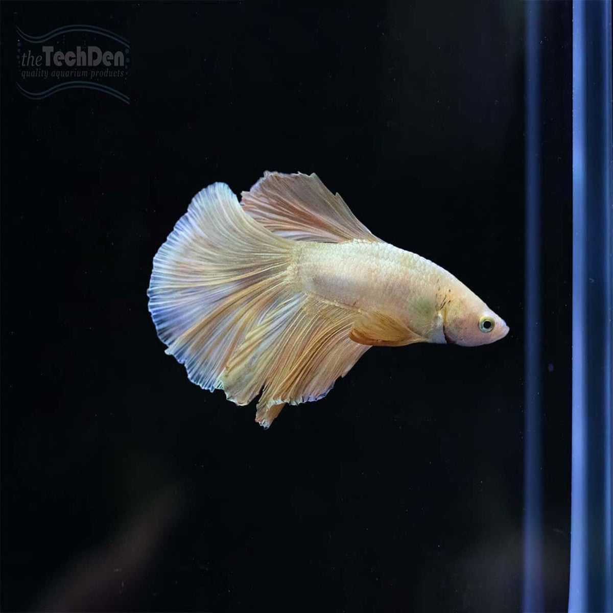 Male Betta $30 - (No Online Purchases)