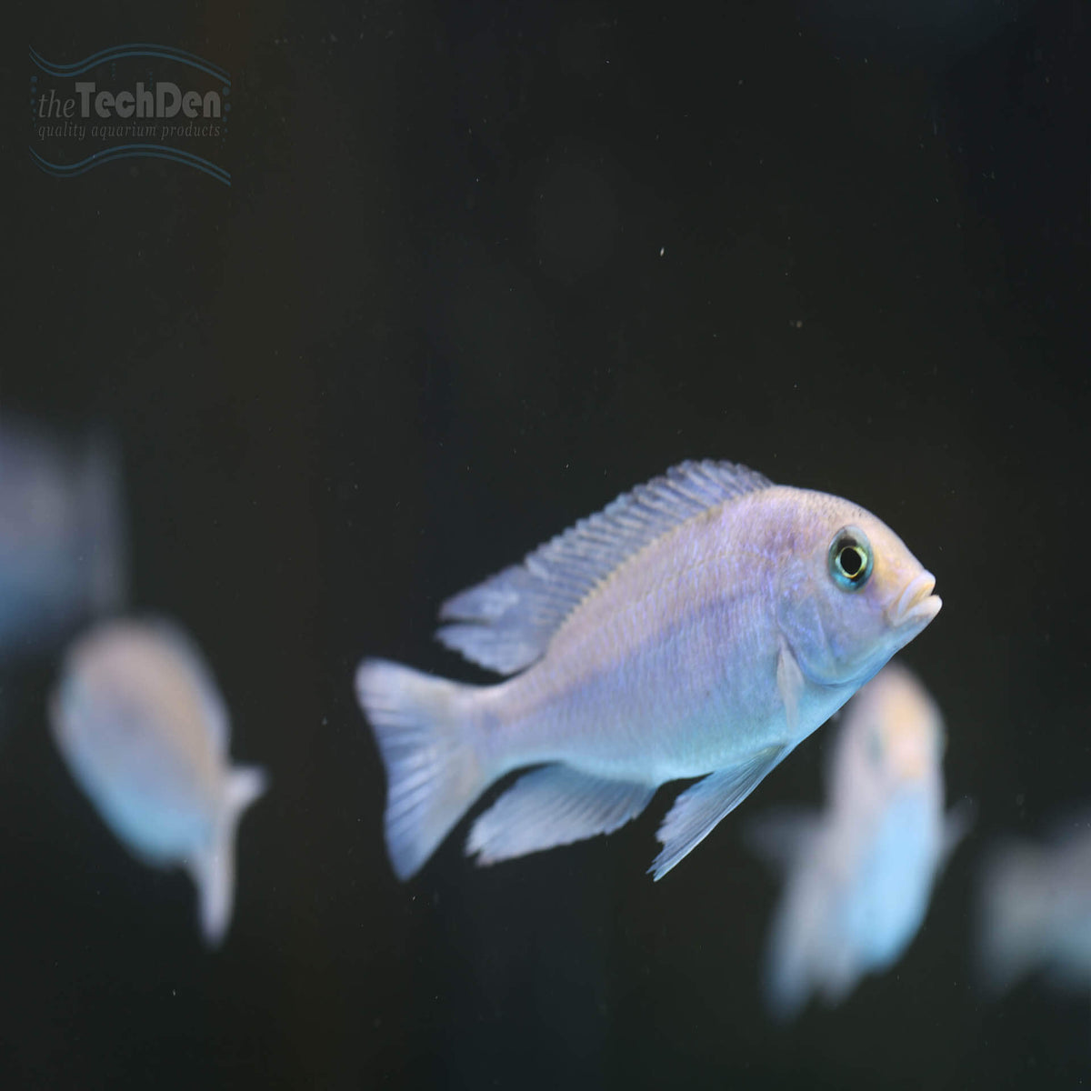 Blue Dolphin Cichlid - cyrtocara moorii- (No Online Purchases)