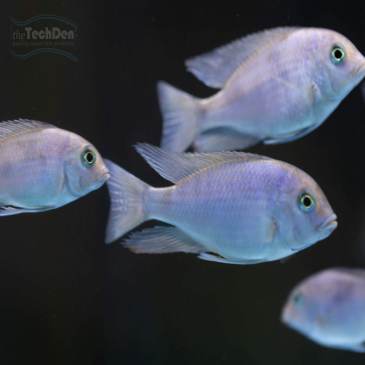 Blue Dolphin Cichlid - cyrtocara moorii- (No Online Purchases)