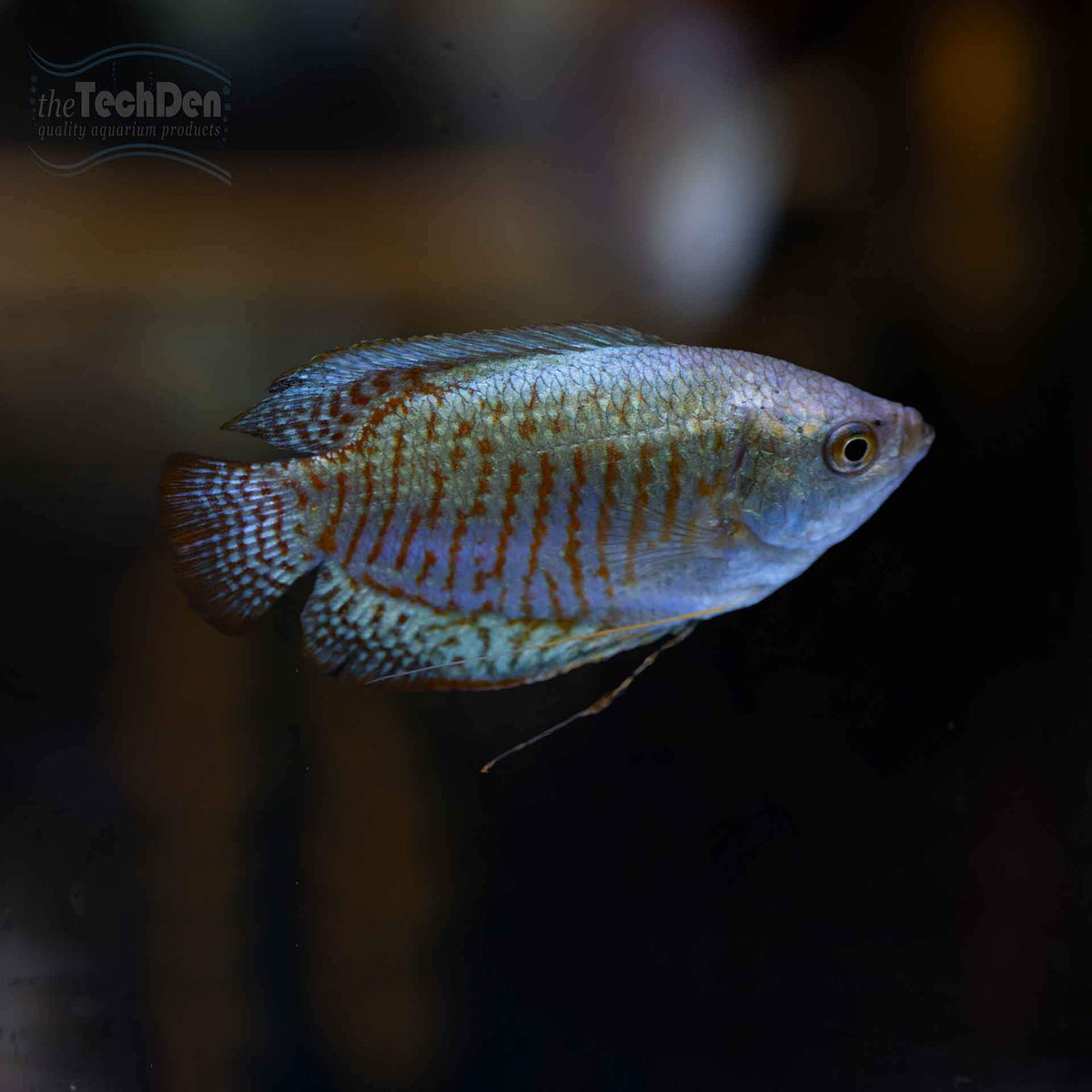 Male Neon Dwarf Gourami - (No Online Purchases)