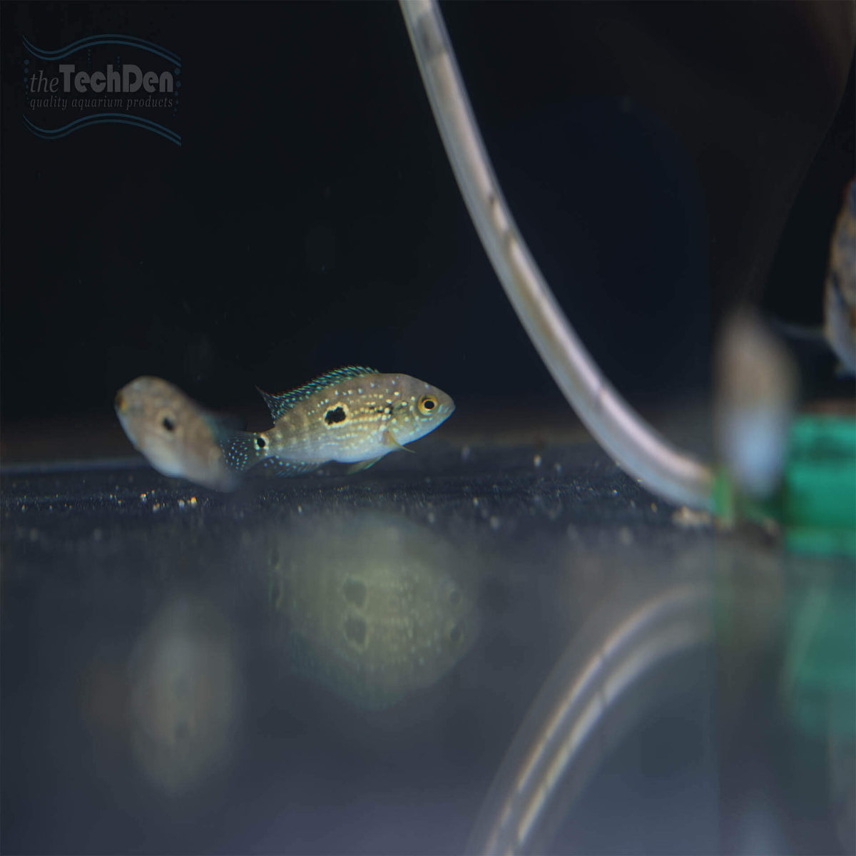 Jack Dempsey Cichlid (No Online Purchases)