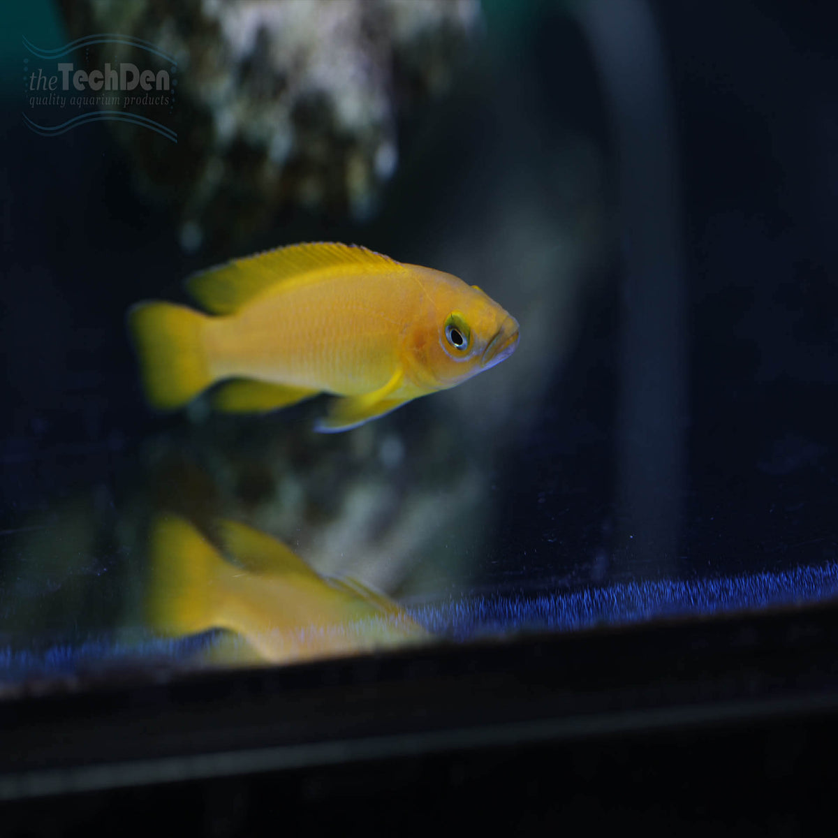 Neolamprologus leleupi Lemon Cichlid - (No Online Purchases)