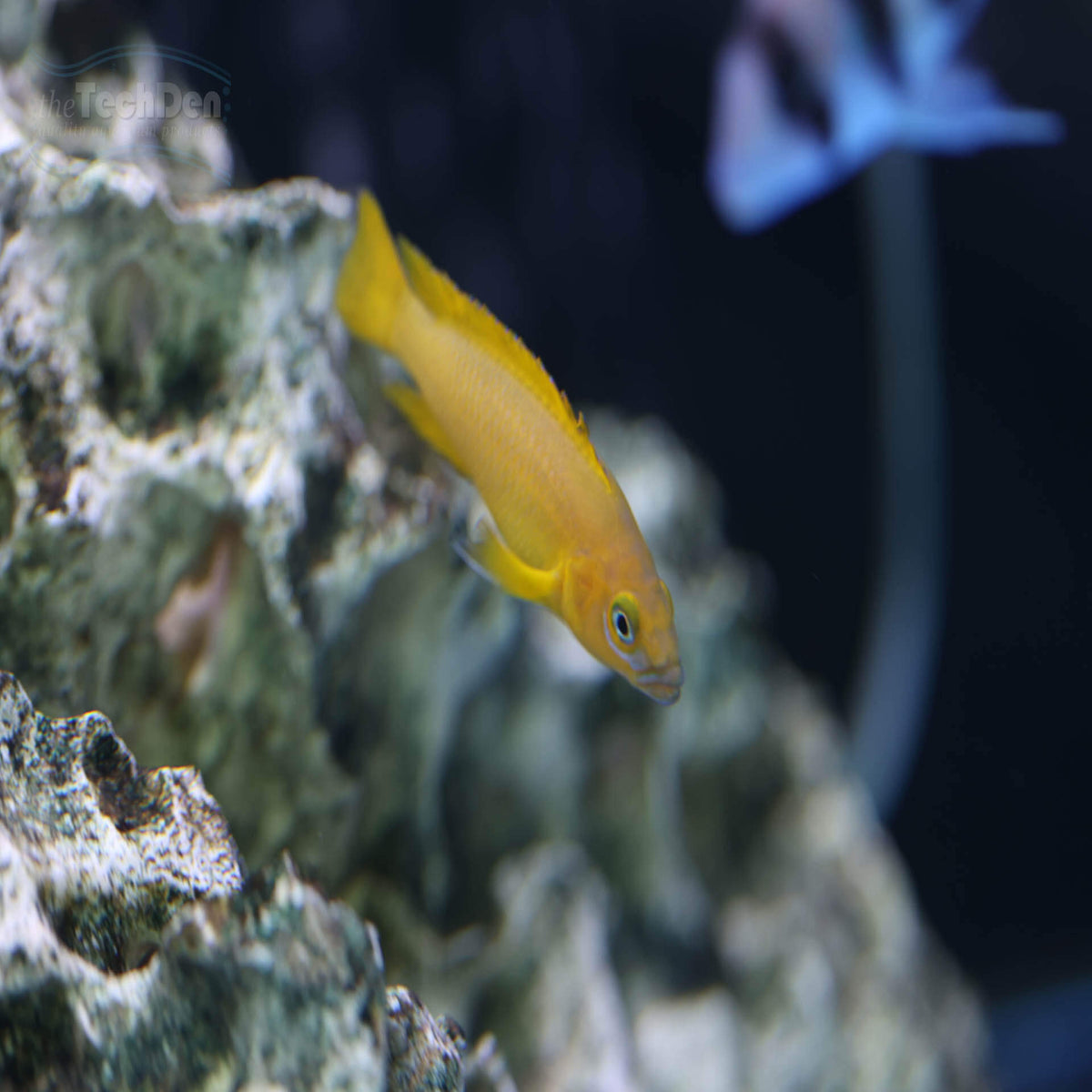 Neolamprologus leleupi Lemon Cichlid - (No Online Purchases)