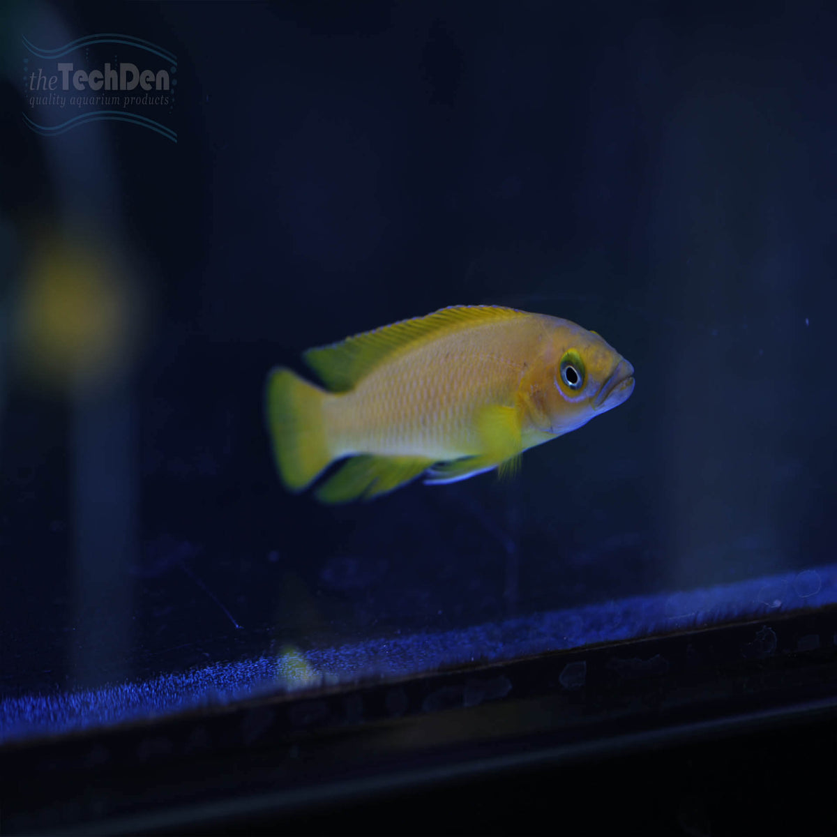 Neolamprologus leleupi Lemon Cichlid - (No Online Purchases)