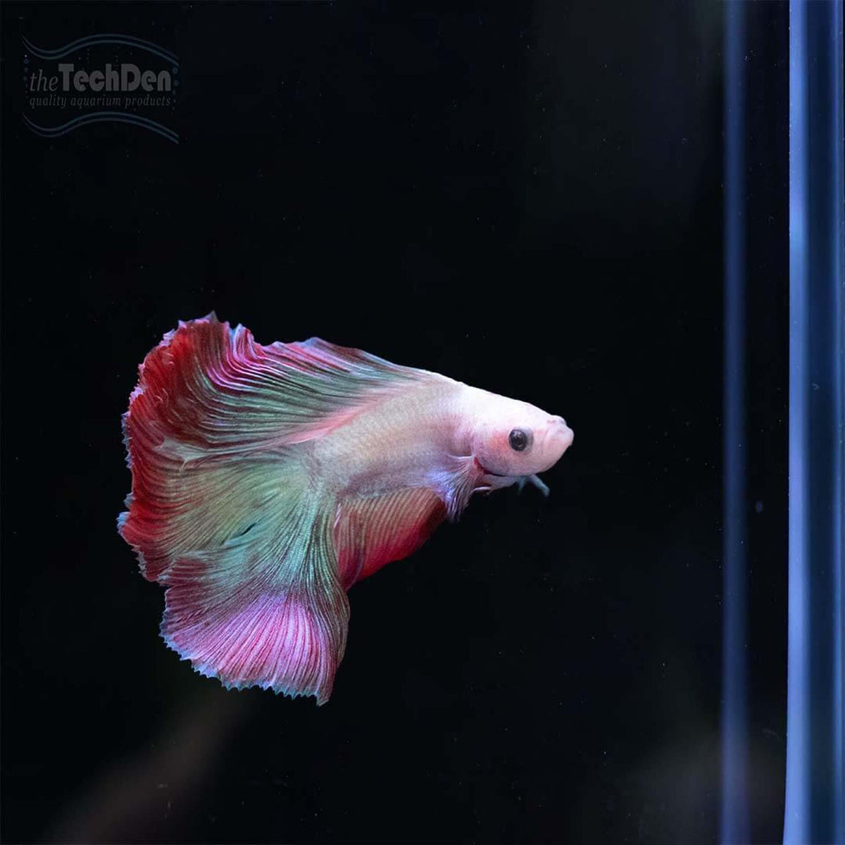 Premium Male Betta $65 - (No Online Purchases)