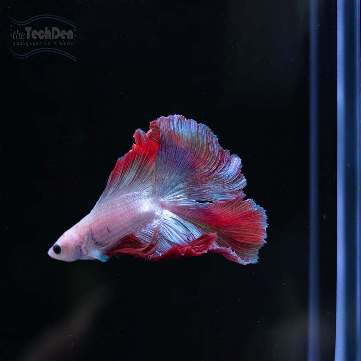 Premium Male Betta $65 - (No Online Purchases)