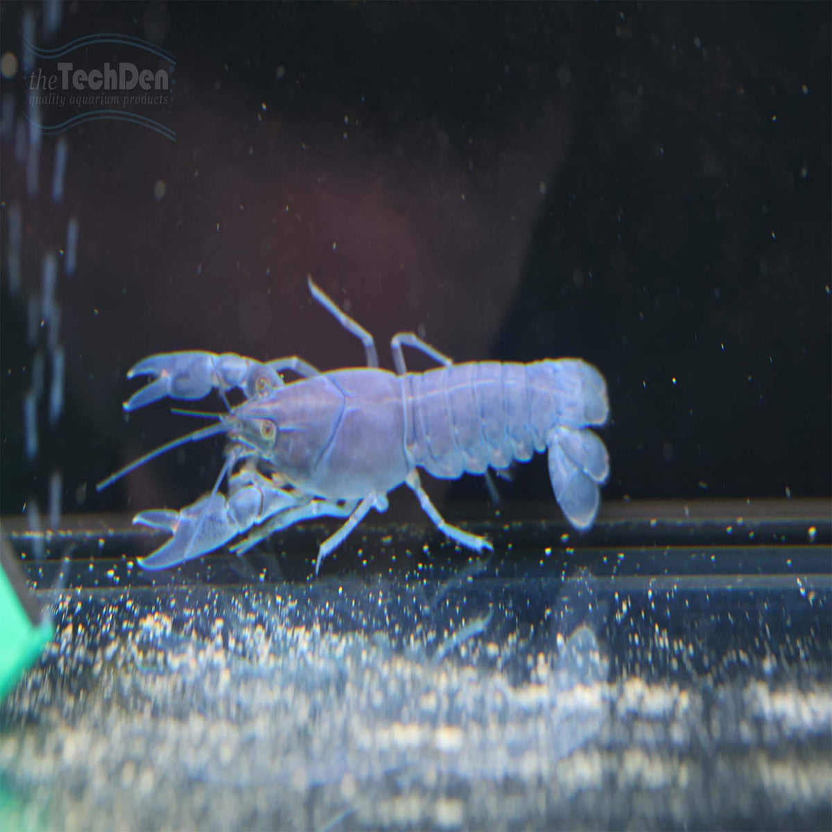 Electric Blue Yabby (No Online Purchases)