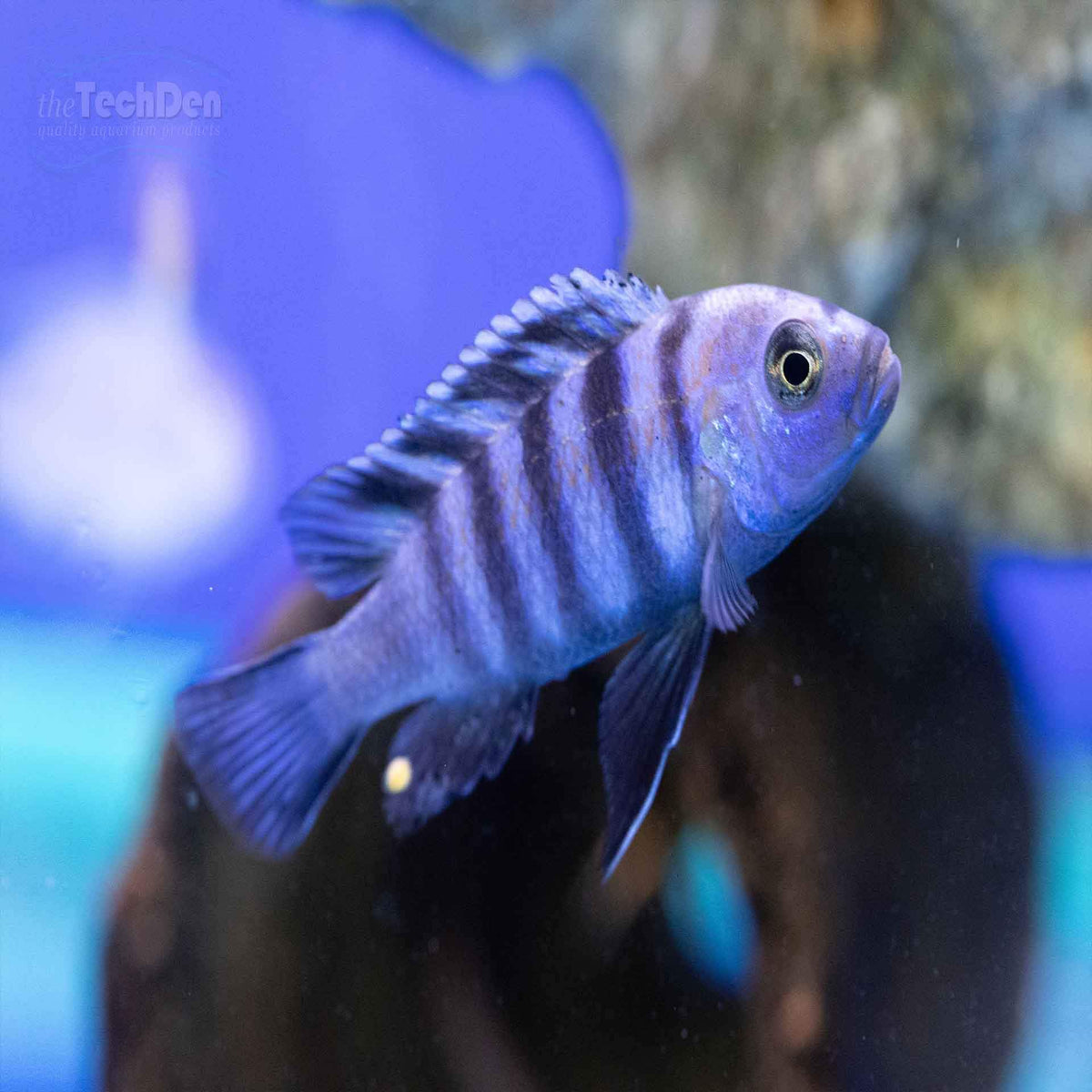 Afra Cobue Cichlid (Cynotilapia Afra Cobue) - (No Online Purchases)