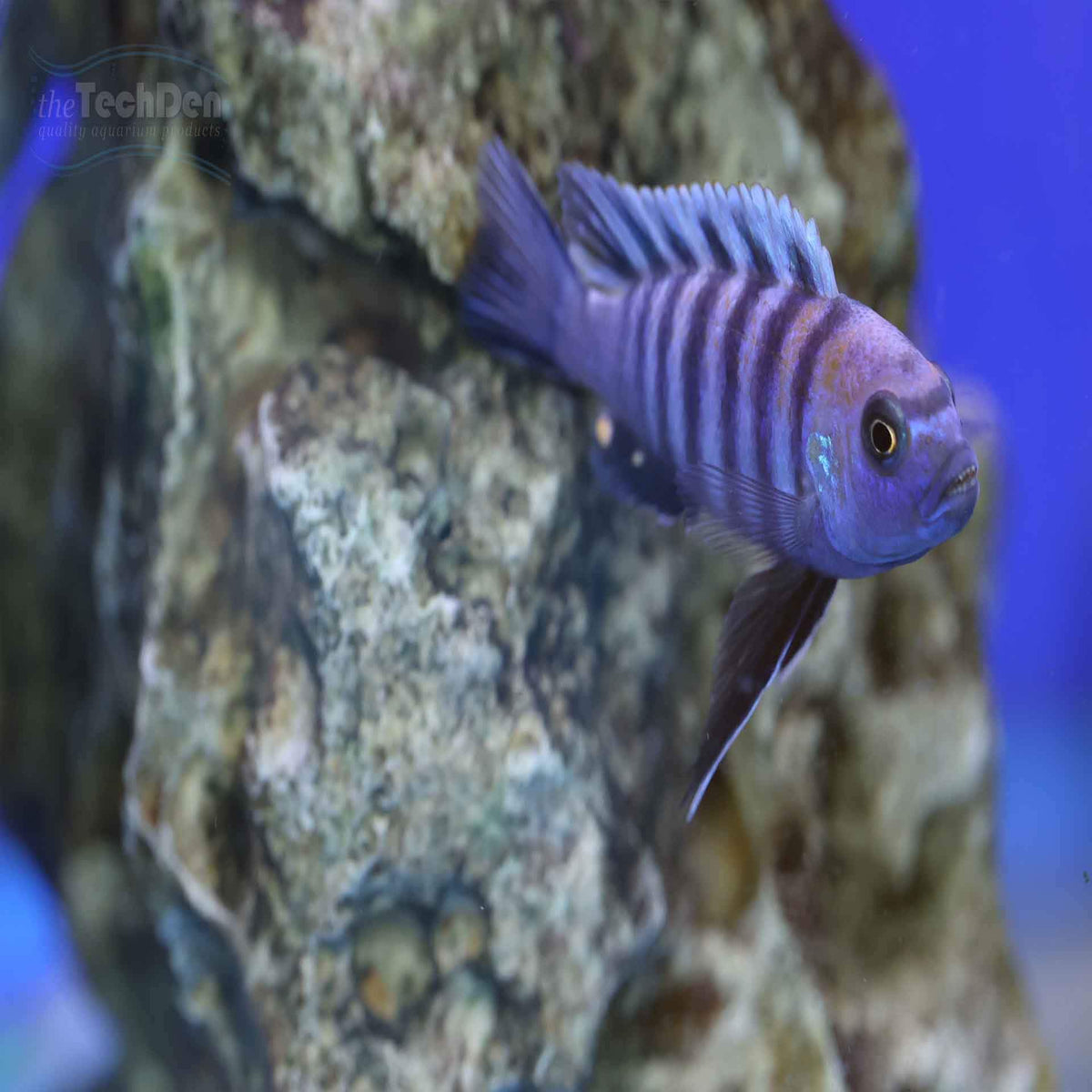 Afra Cobue Cichlid (Cynotilapia Afra Cobue) - (No Online Purchases)