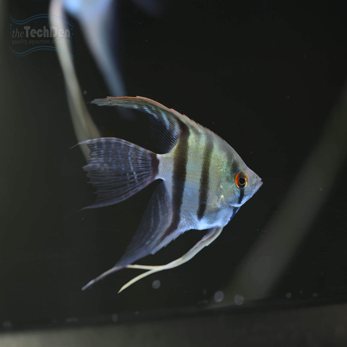 Assorted Veiltail Angelfish - Small - (No Online Purchases)