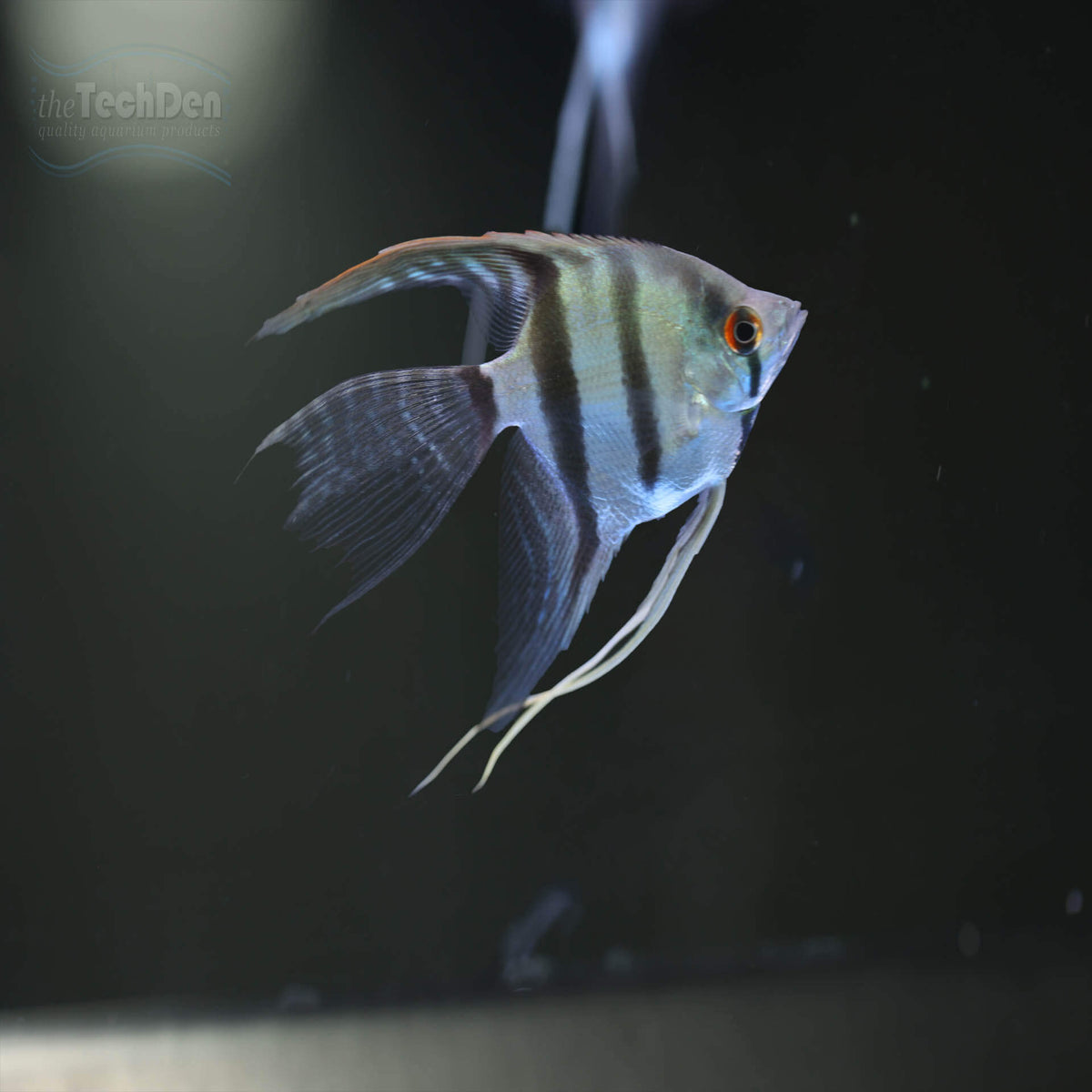 Assorted Veiltail Angelfish - Small - (No Online Purchases)