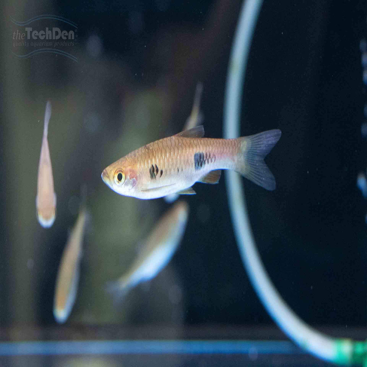 Clown Rasbora (R.Kalochroma) - (No Online Purchases)