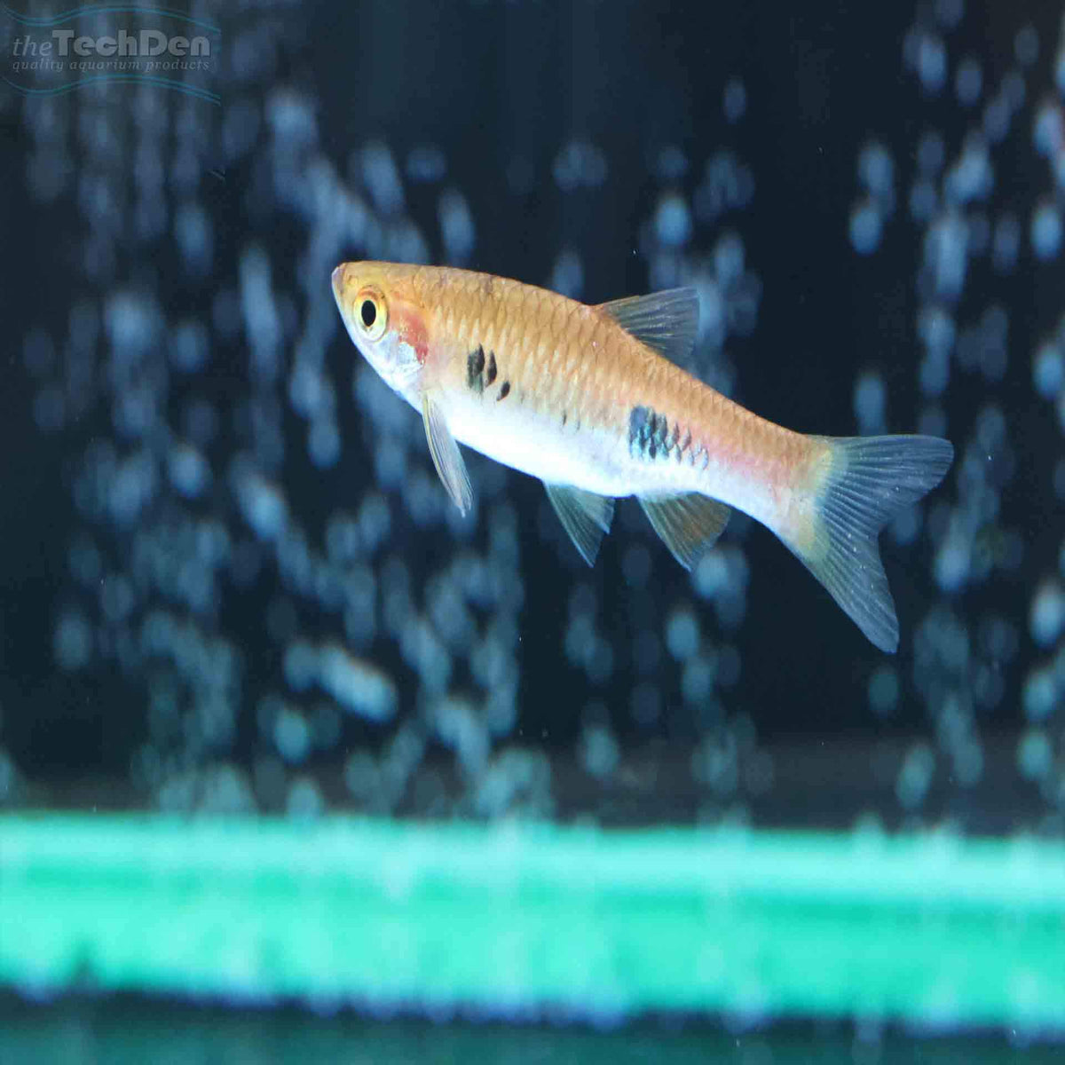 Clown Rasbora (R.Kalochroma) - (No Online Purchases)