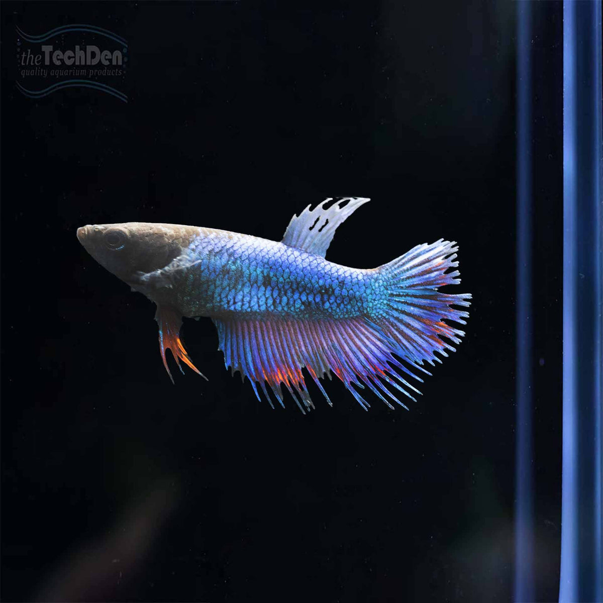 Female Betta - (No Online Purchases)