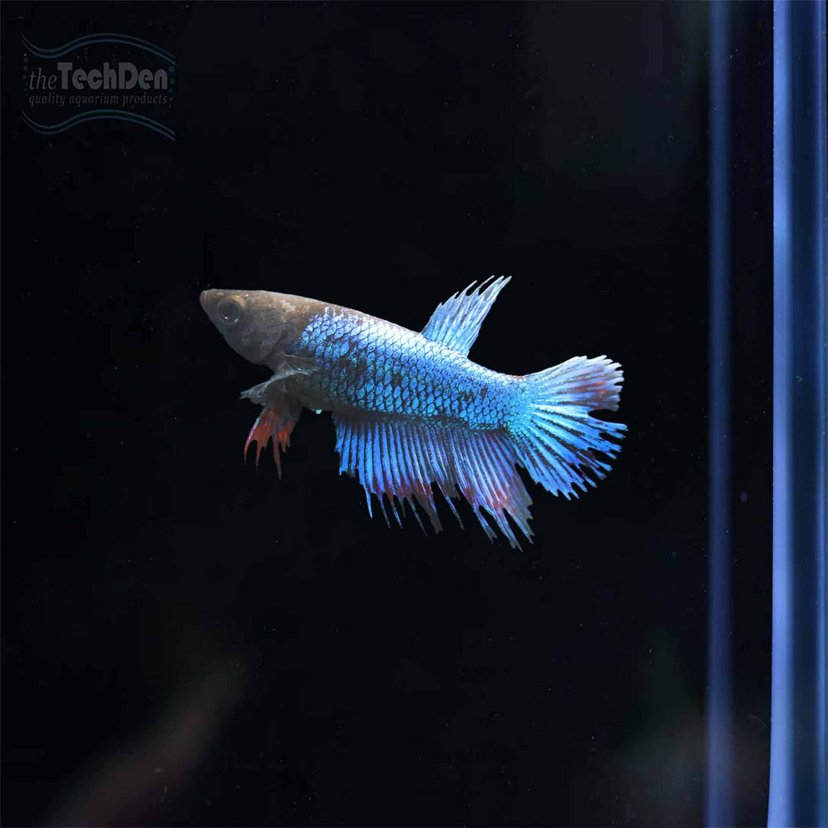 Female Betta - (No Online Purchases)