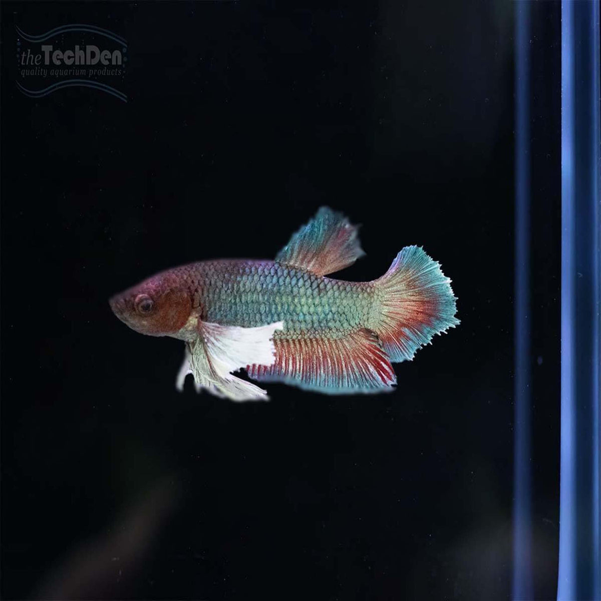 Male Betta $15 - (No Online Purchases)