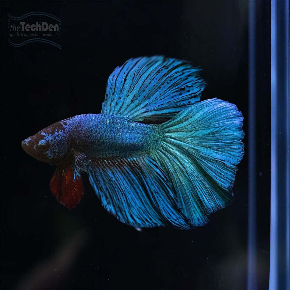 Male Betta $15 - (No Online Purchases)