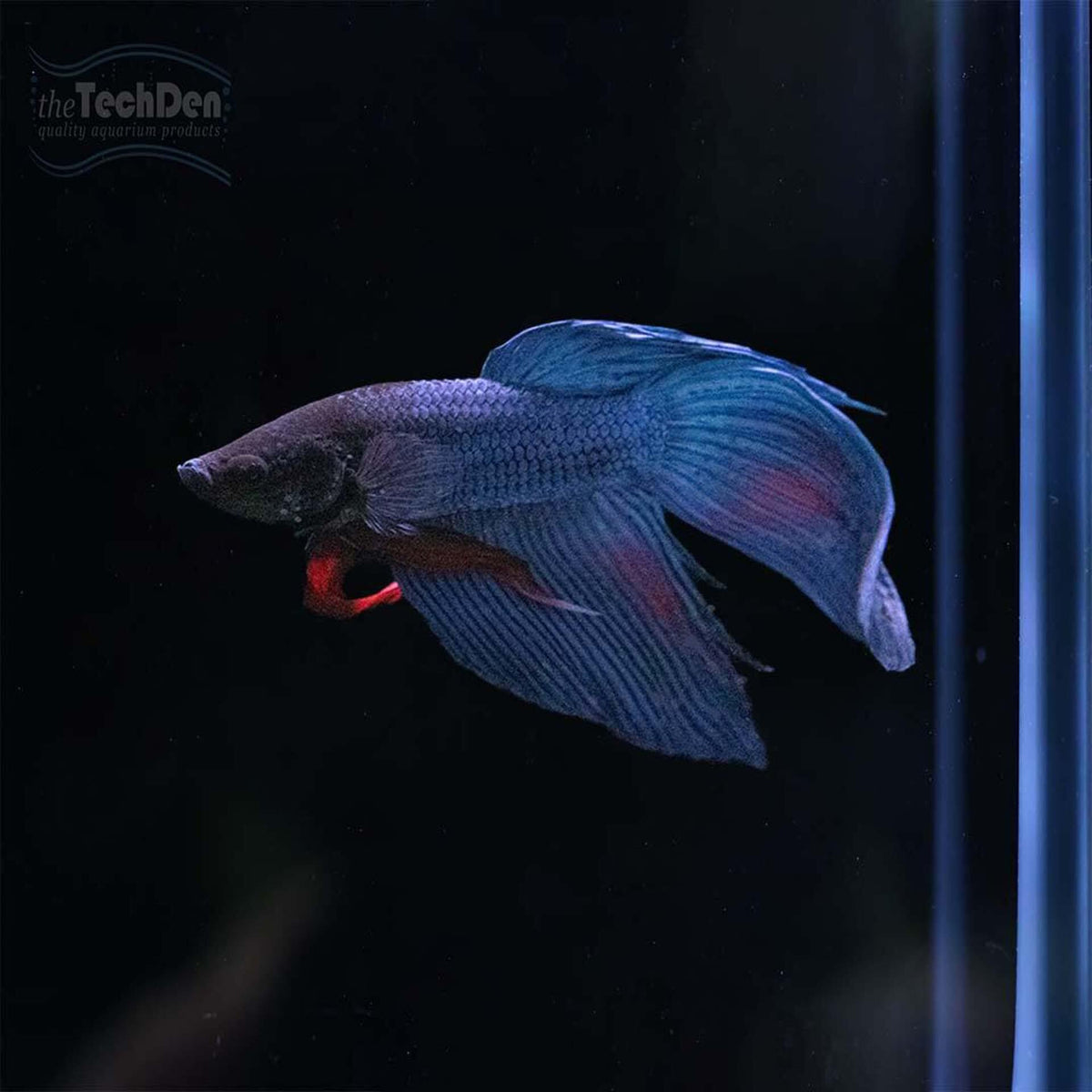 Male Betta $15 - (No Online Purchases)