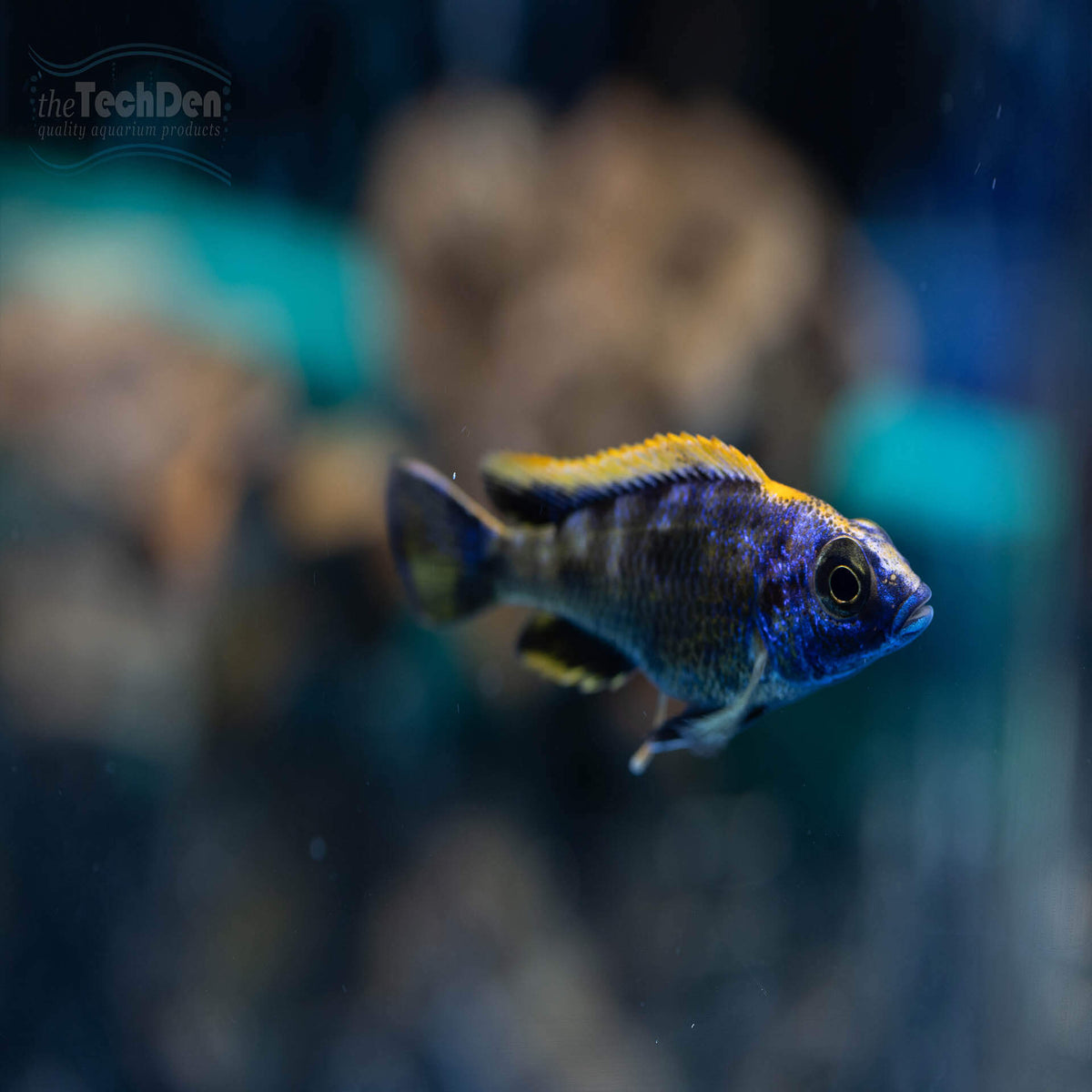 Otopharynx Lithobates Cichlid - (No Online Purchases)