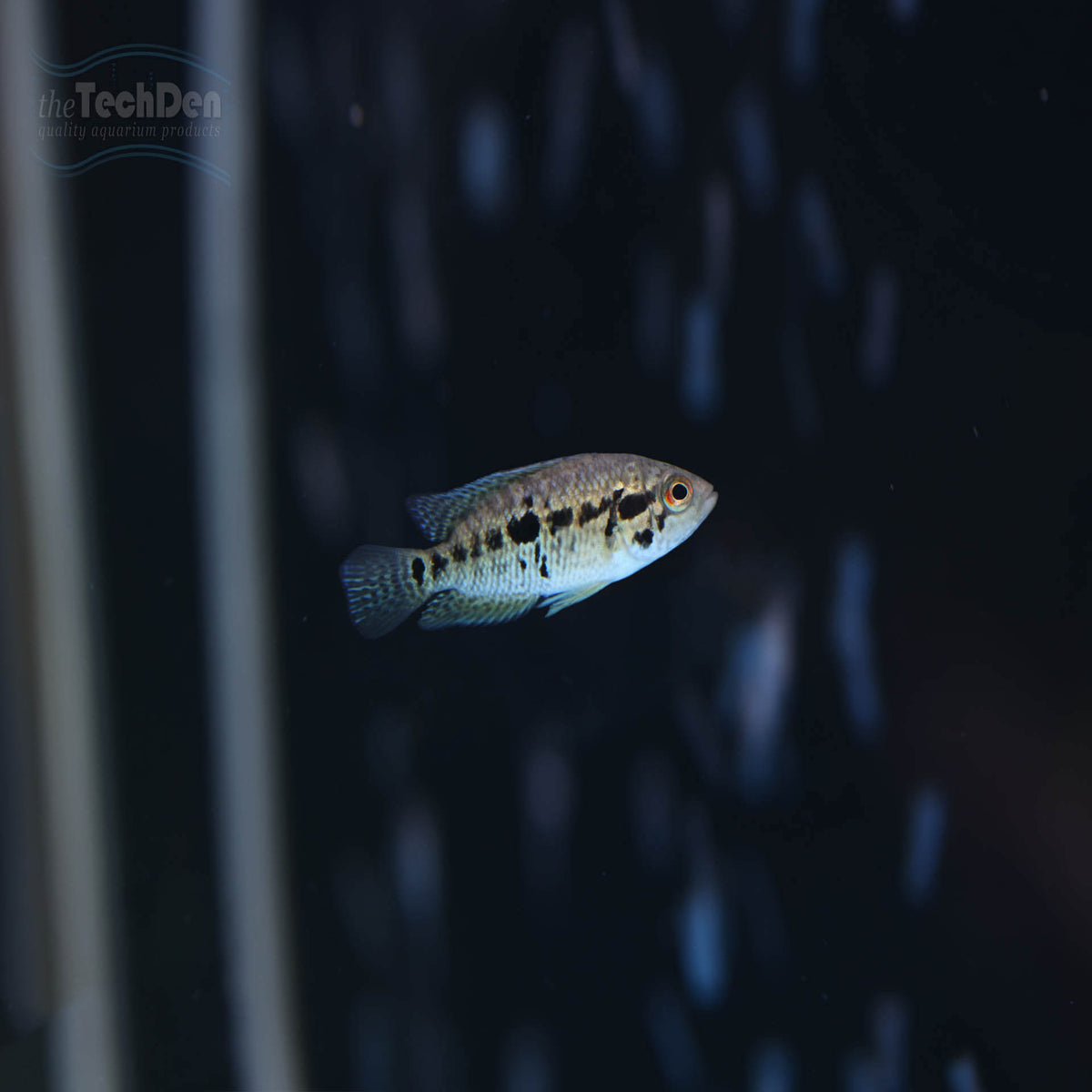 Yellow Jacket Cichlid - Parachromis Multifasciatus (No Online Purchases)