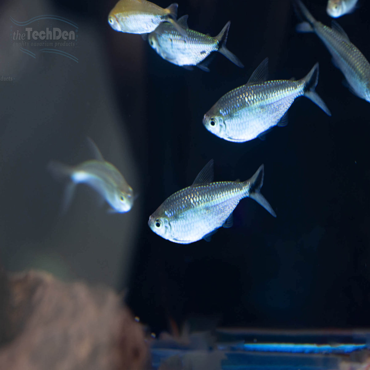 Blackline Tetra (Moenkhausia costae) - (No Online Purchases)