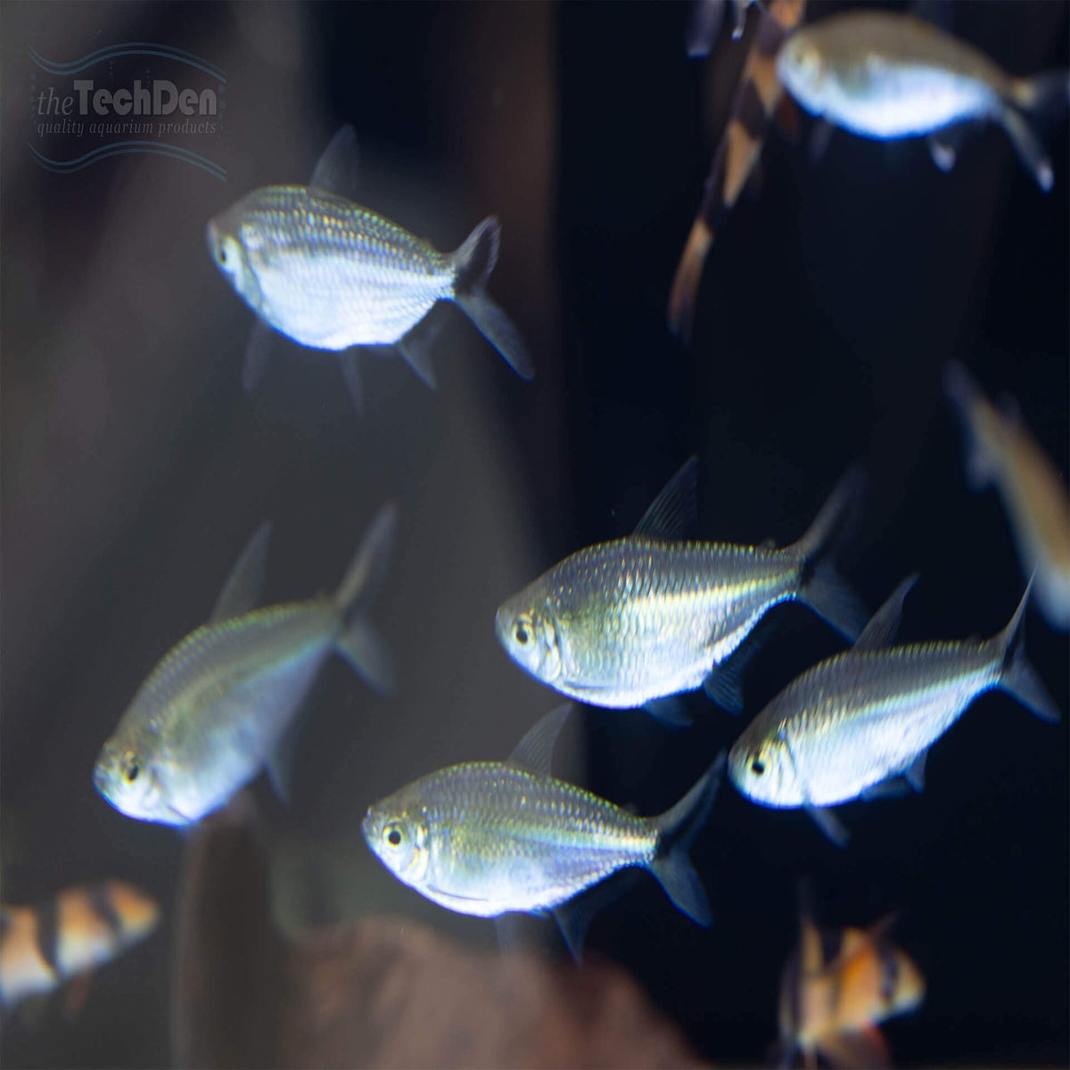 Blackline Tetra (Moenkhausia costae) - (No Online Purchases)