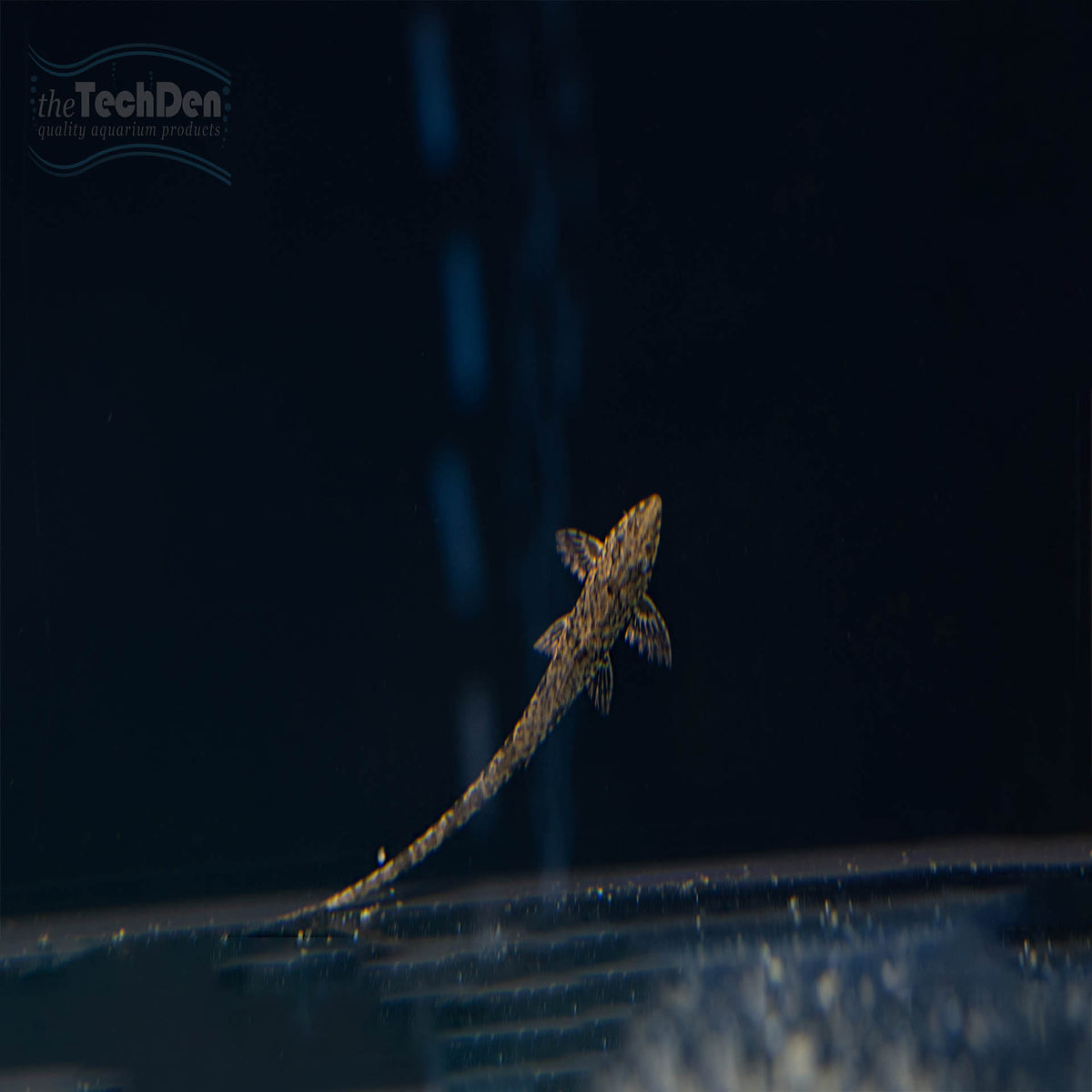 Whiptail Catfish - (Filamentosa) - (No Online Purchases)