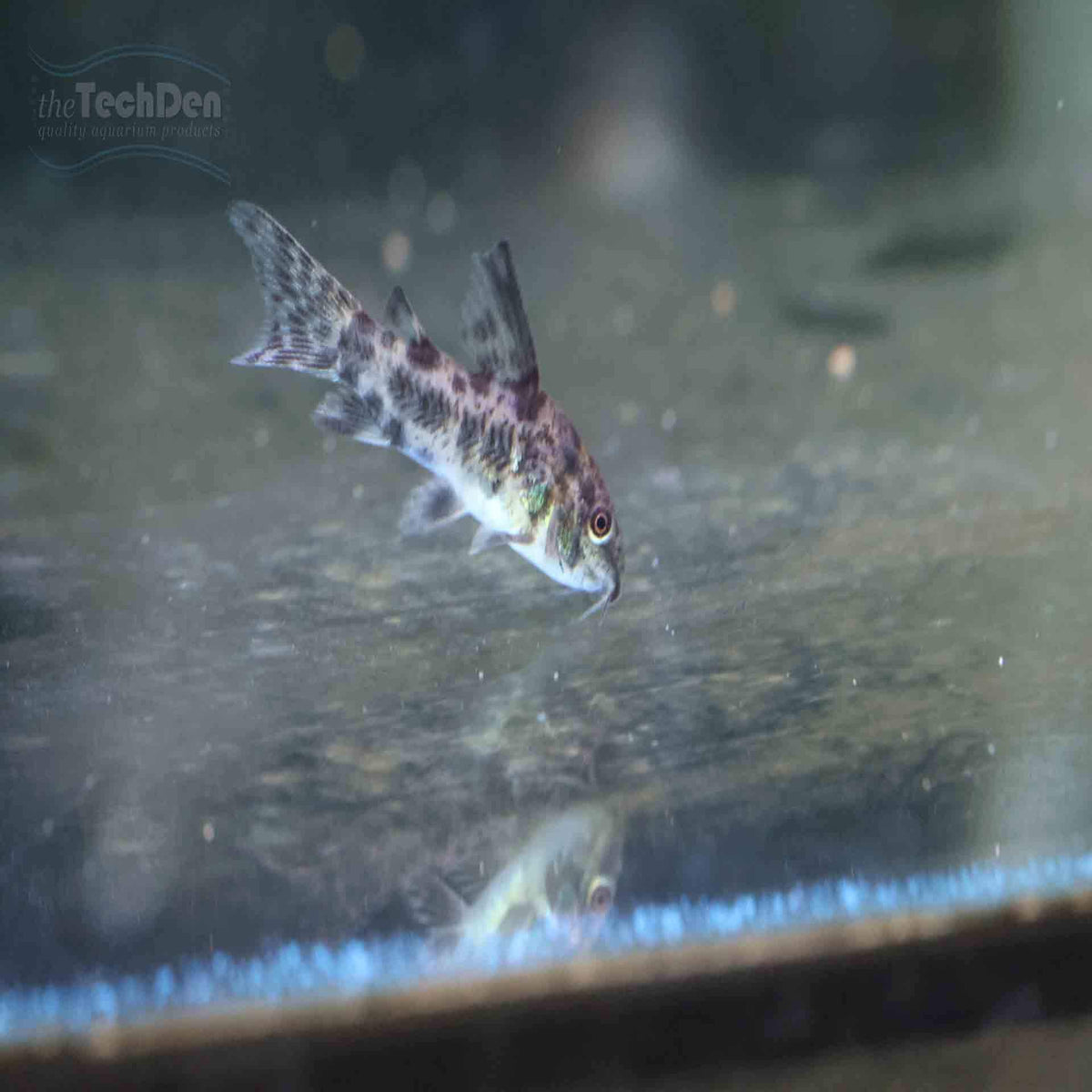 Longfin Peppered Corydoras (No Online Purchases)