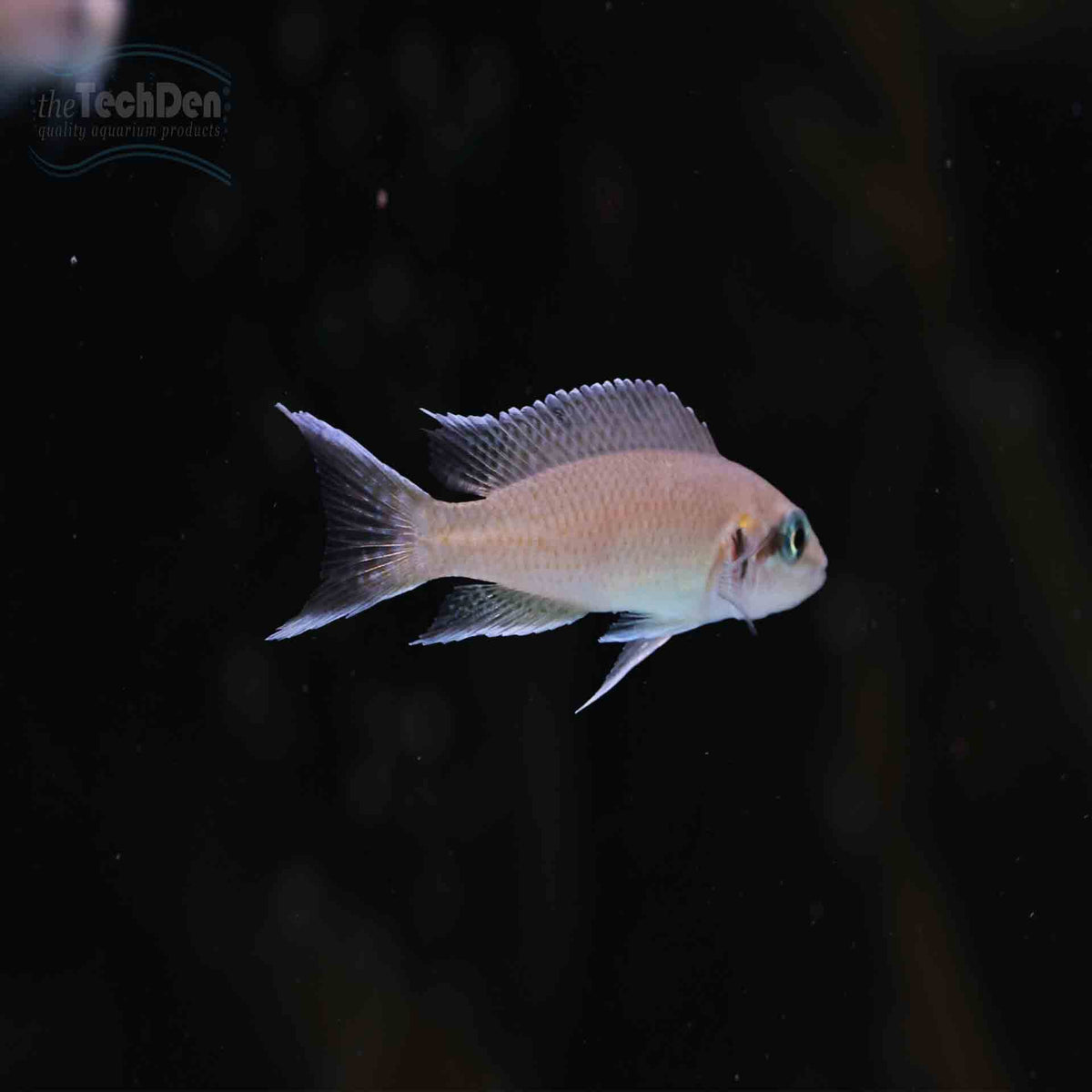 Princess Cichlid - (No Online Purchases)