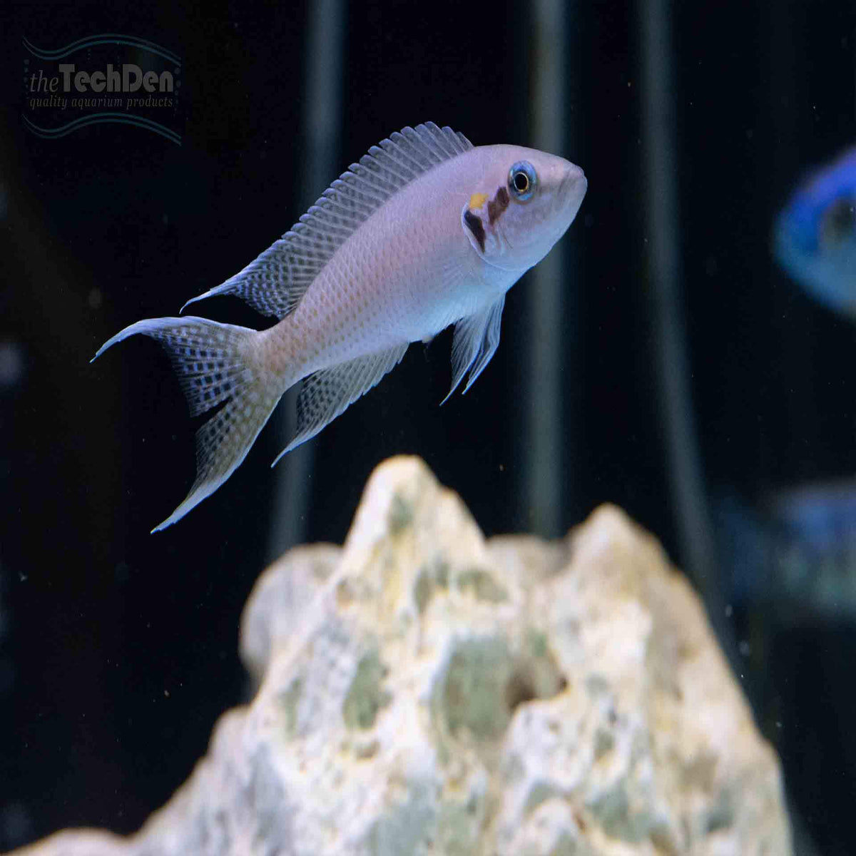 Princess Cichlid - (No Online Purchases)