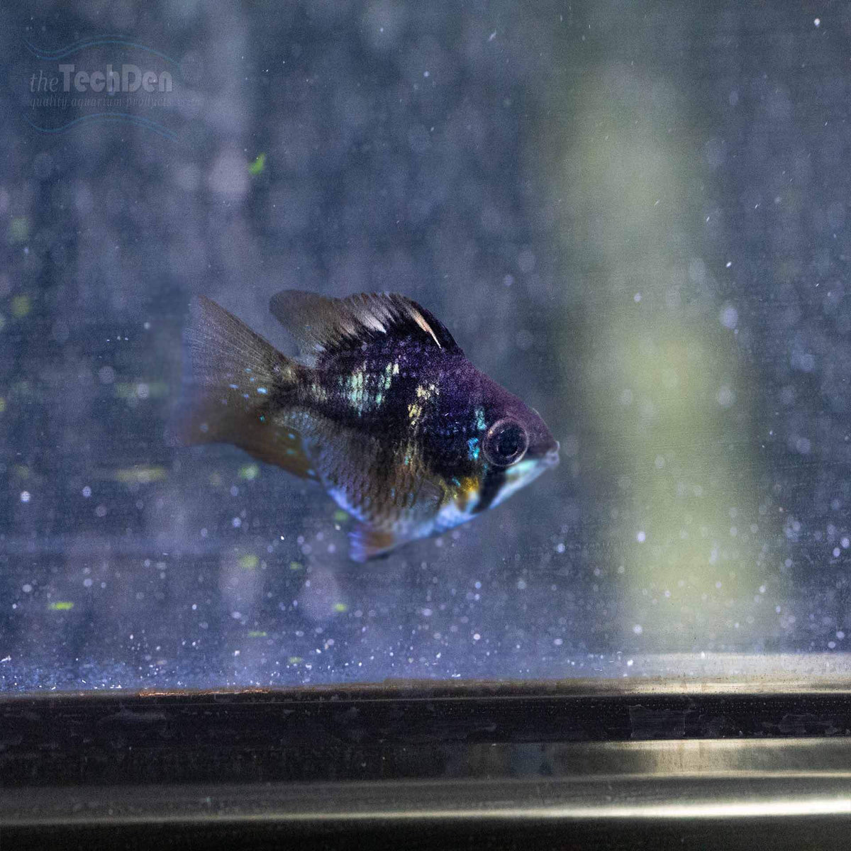 Black Balloon Ram - (No Online Purchases)