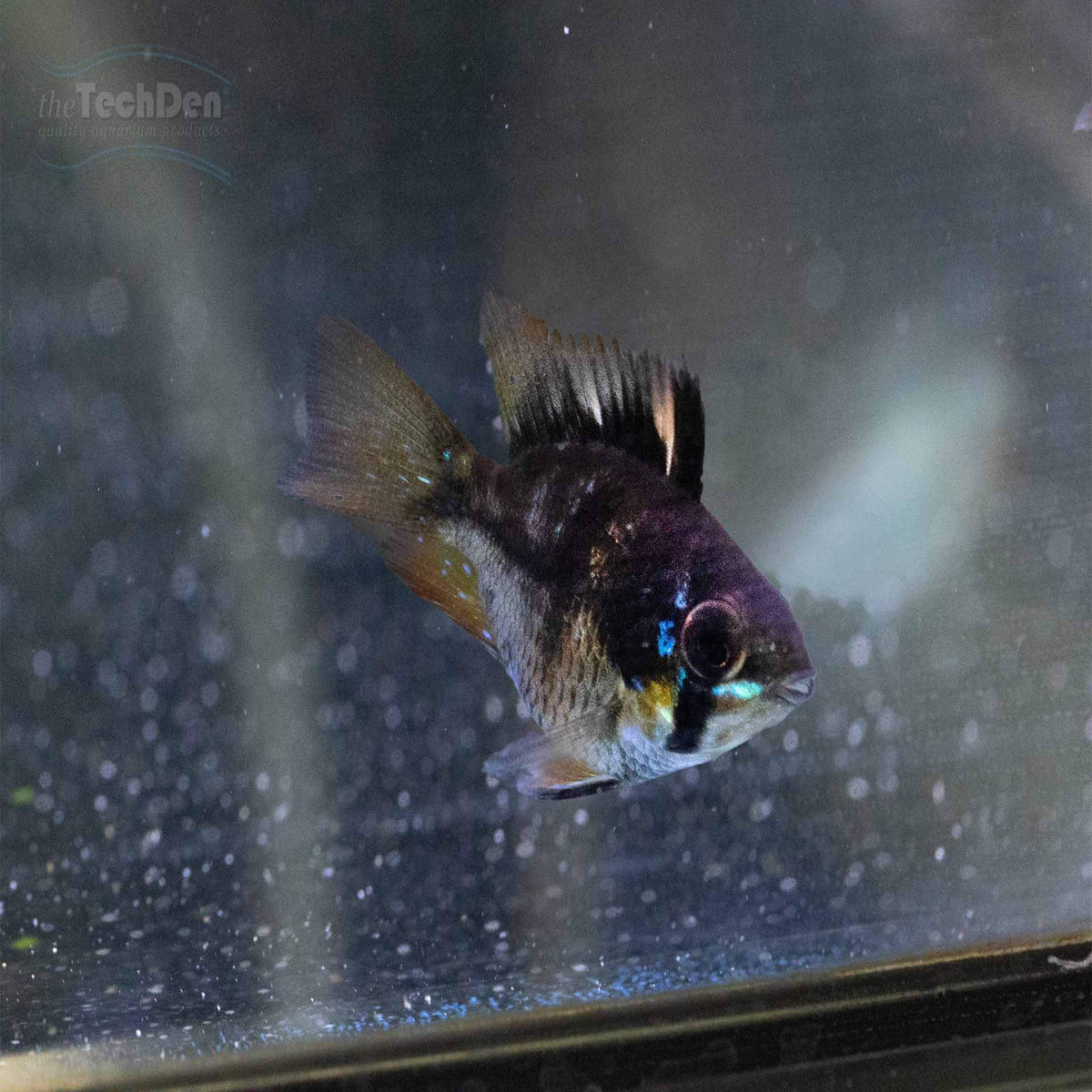 Black Balloon Ram - (No Online Purchases)