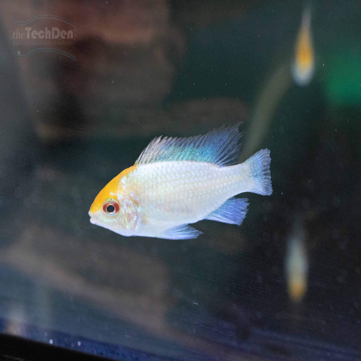 Red Headed Platinum Ram - (No Online Purchases)