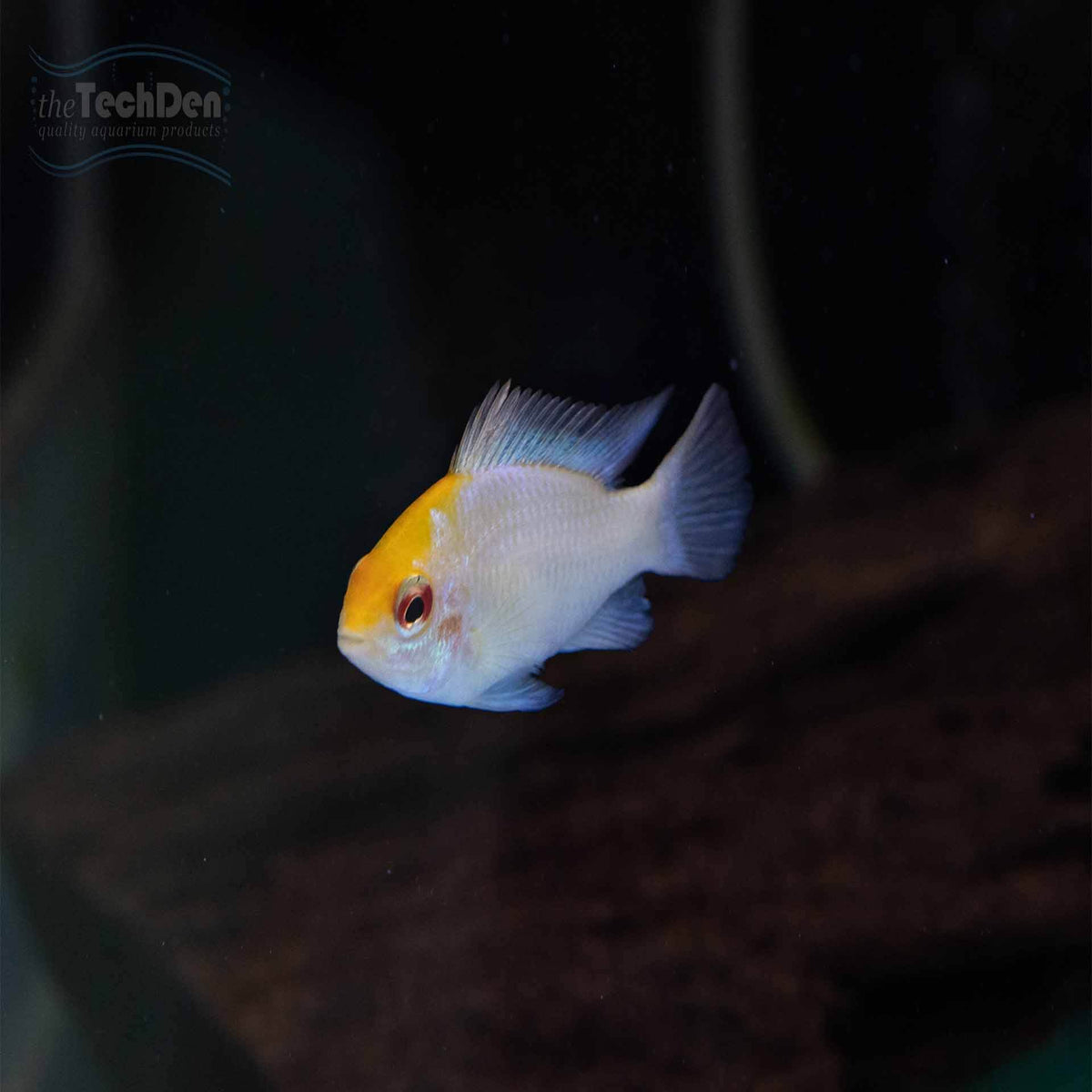 Red Headed Platinum Ram - (No Online Purchases)