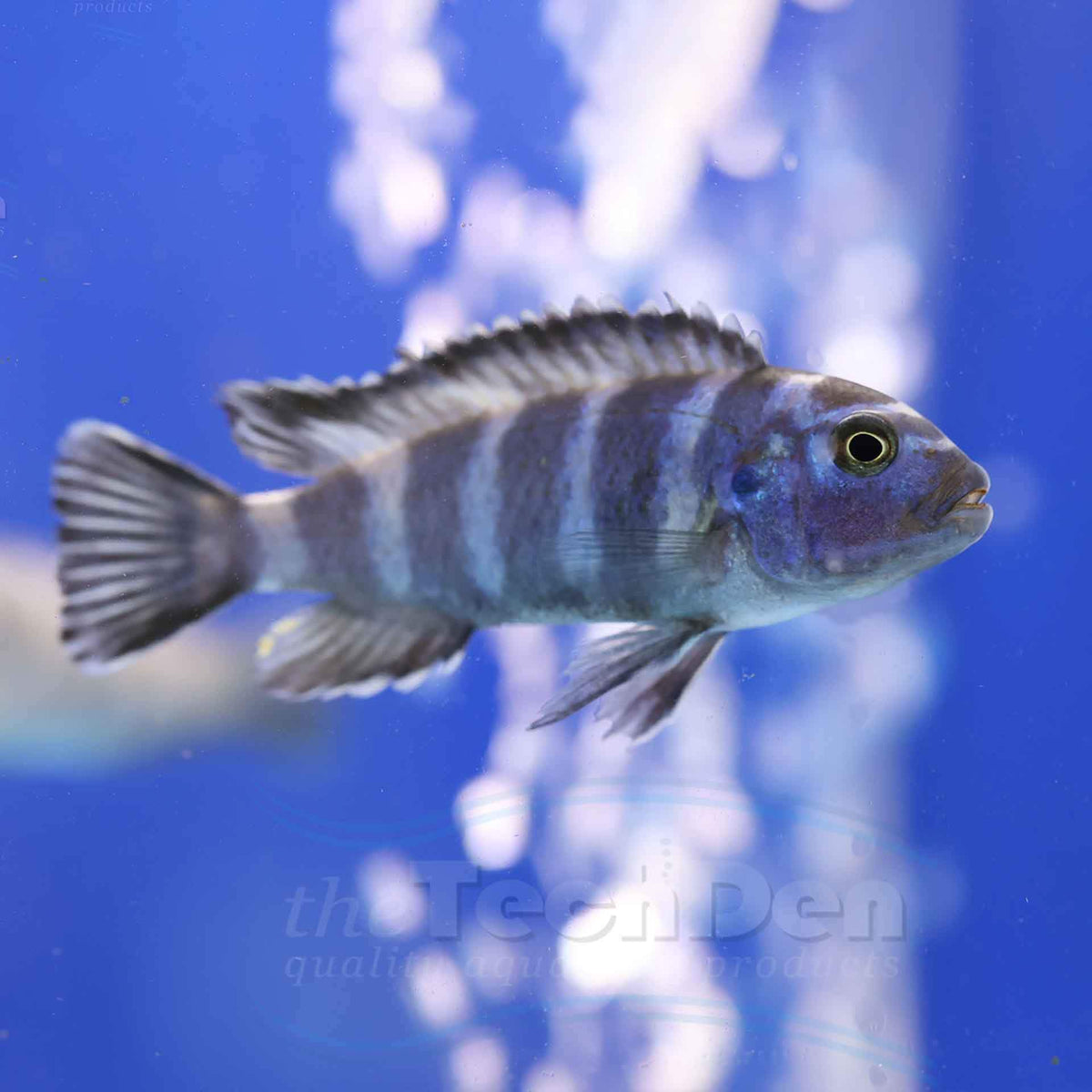 Demasoni Cichlid (Pseudotropheus Demasoni) - (No Online Purchases)