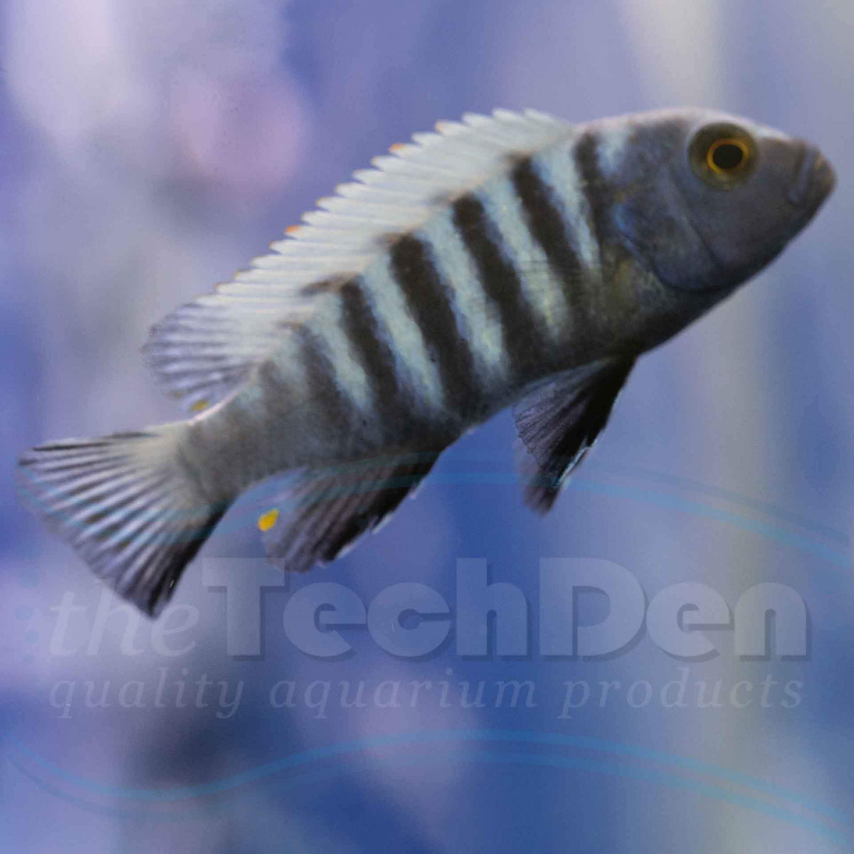 Demasoni Cichlid (Pseudotropheus Demasoni) - (No Online Purchases)