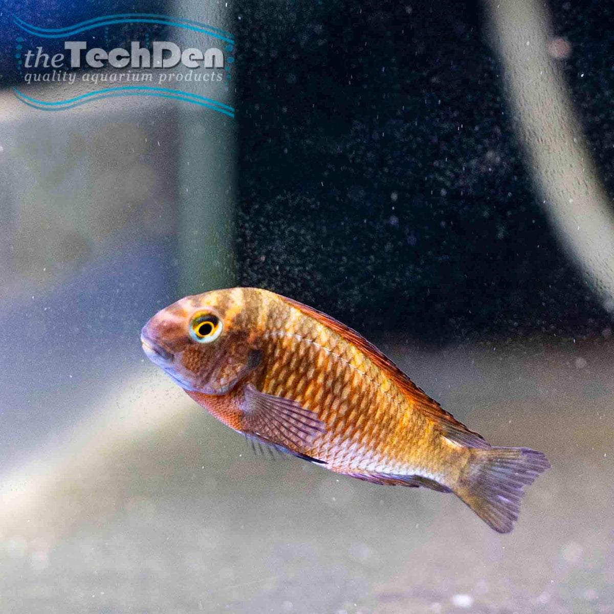 Tropheus Moliro - (No Online Purchases)