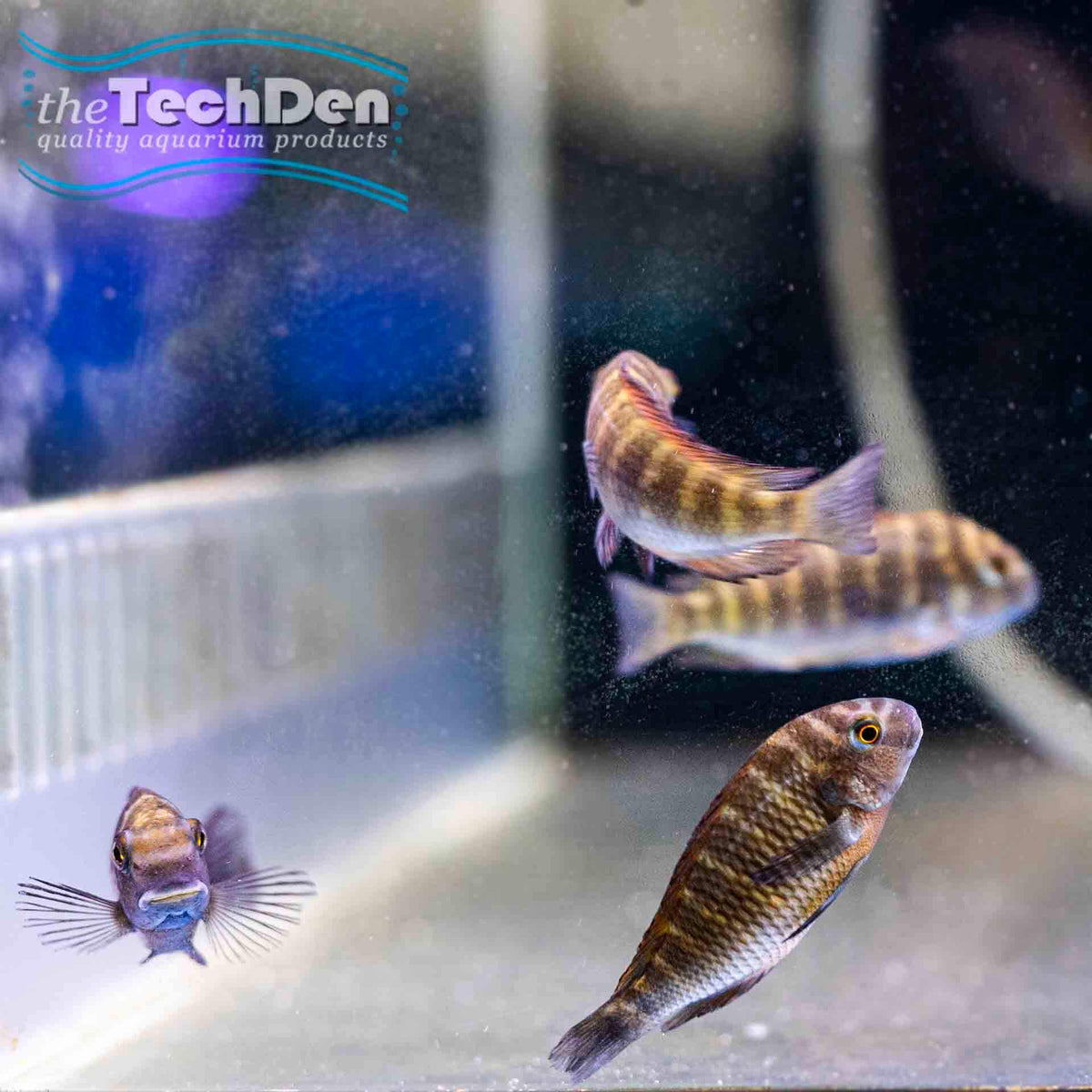 Tropheus Moliro - (No Online Purchases)