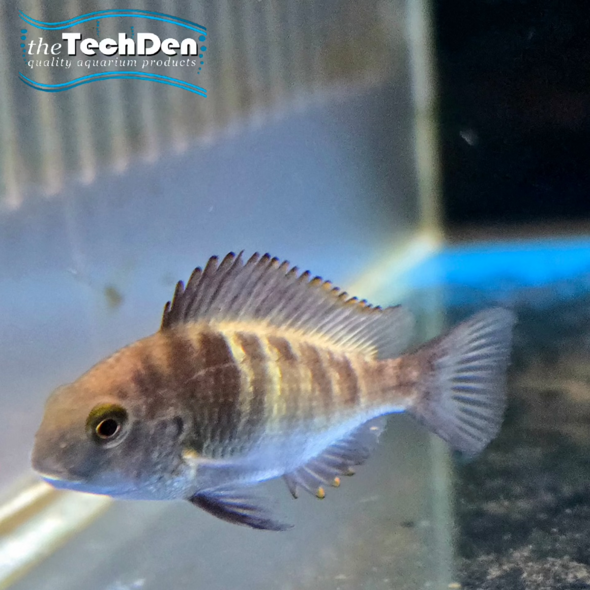 Tropheus Ikola - (No Online Purchases)