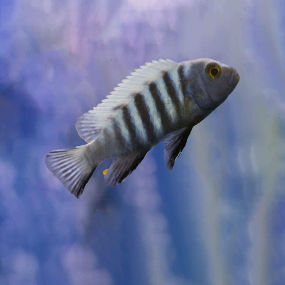 Cynotilapia Pulpican &#39;Likoma&#39; Cichlid - (No Online Purchases)