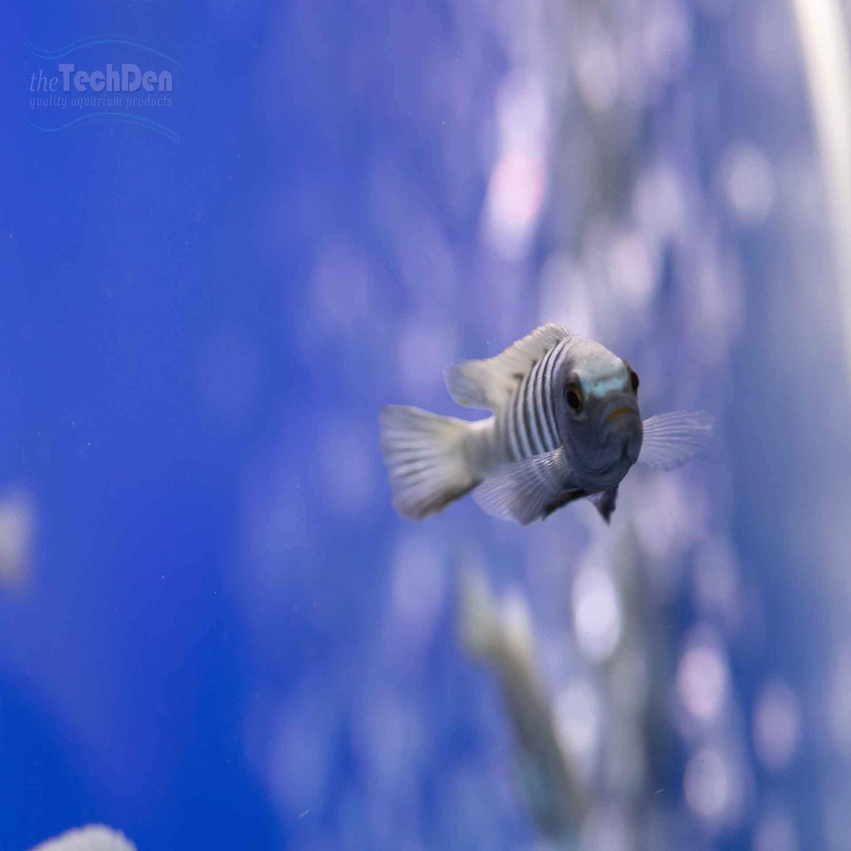 Cynotilapia Pulpican &#39;Likoma&#39; Cichlid - (No Online Purchases)