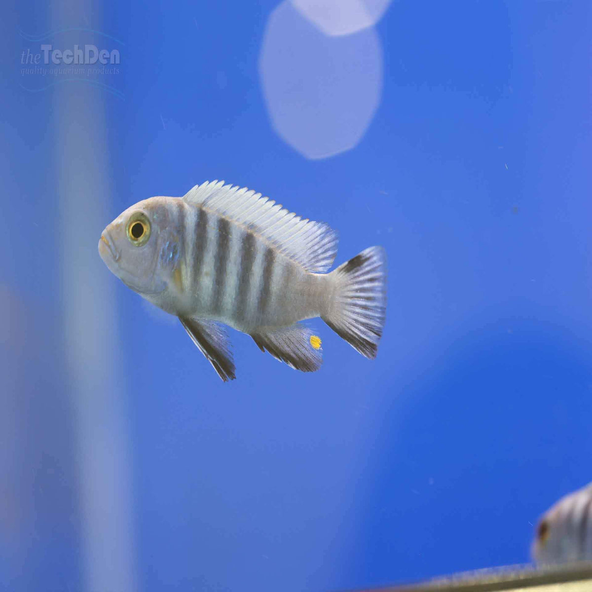 Cynotilapia Pulpican &#39;Likoma&#39; Cichlid - (No Online Purchases)