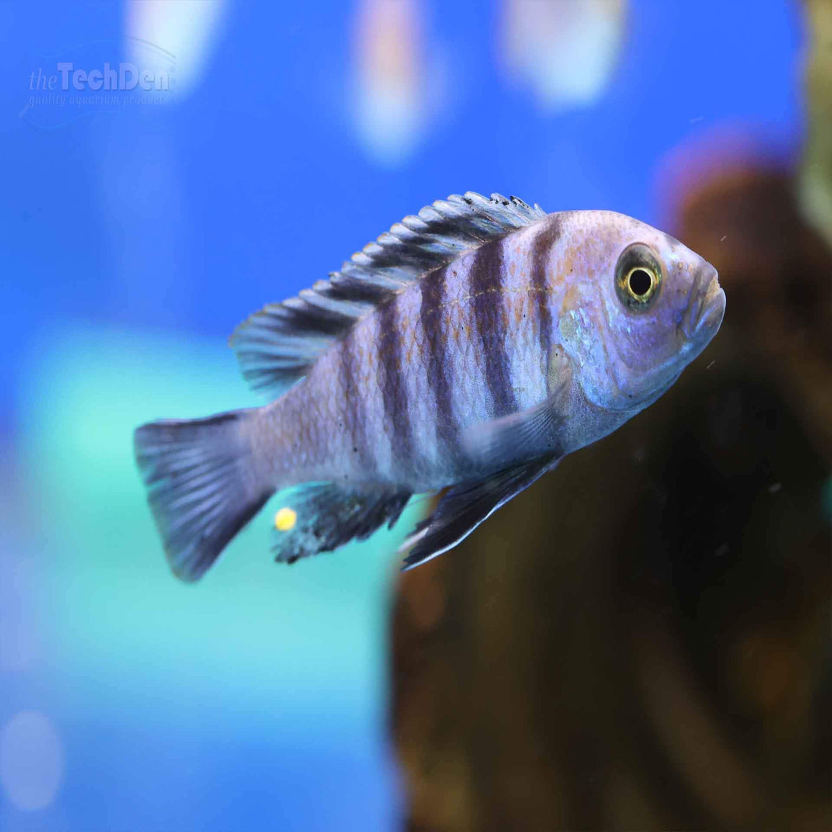 Cynotilapia Pulpican &#39;Likoma&#39; Cichlid - (No Online Purchases)