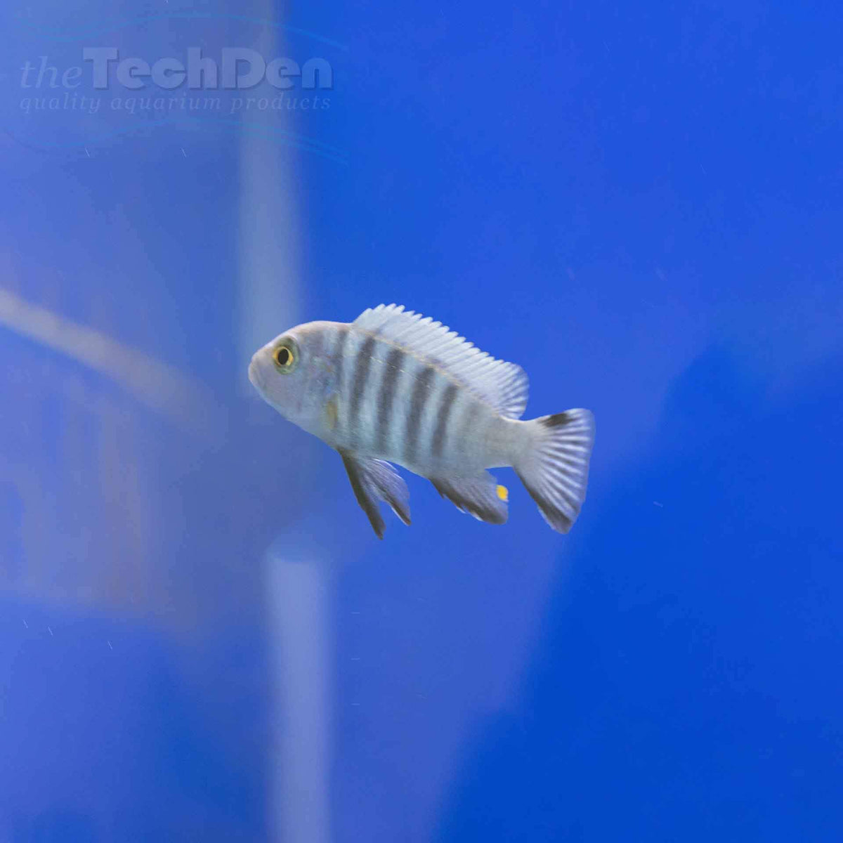 Cynotilapia Pulpican &#39;Likoma&#39; Cichlid - (No Online Purchases)