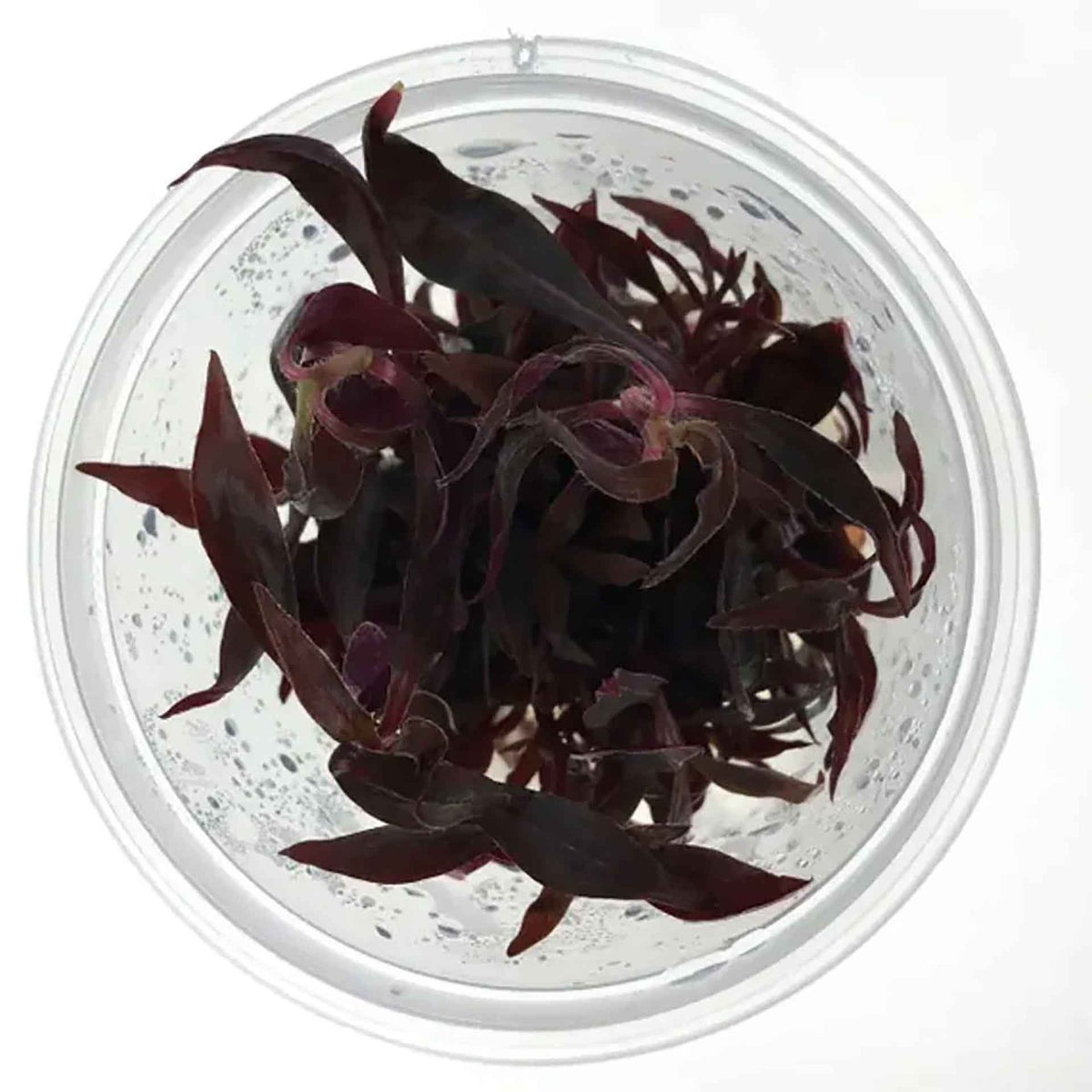 Alternanthera Reineckii Live Plant - Tissue Culture