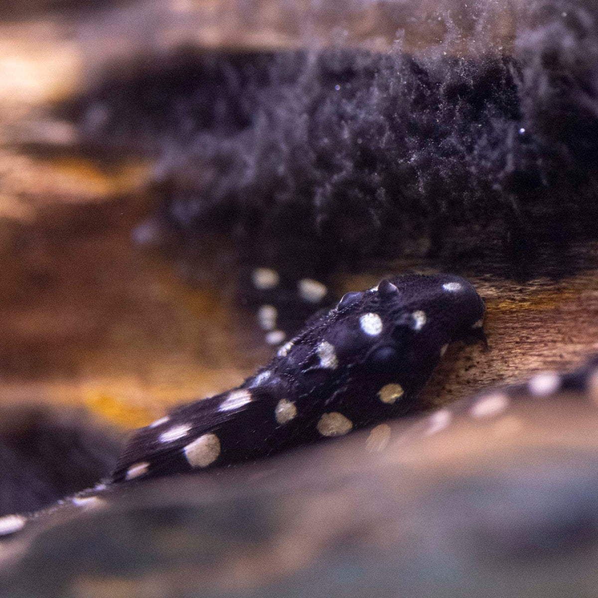 L097 Spotted Cactus Pleco - (No Online Purchases)