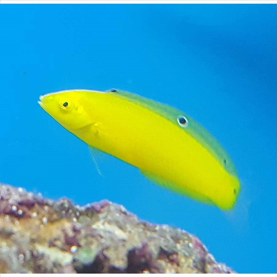 Banana Wrasse - (No Online Purchases)