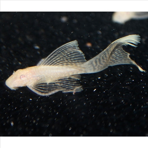 Albino Longfin Bristlenose Large - (No Online Purchases)