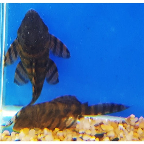 L397 Panaqolus sp. (5-7cm) - (No Online Purchases)