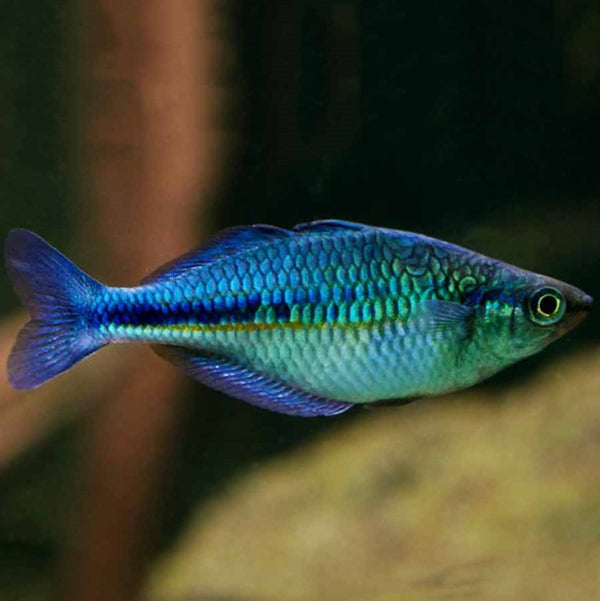 Lake Kutubu Rainbow fish - In Store Pick Up Only - The Tech Den